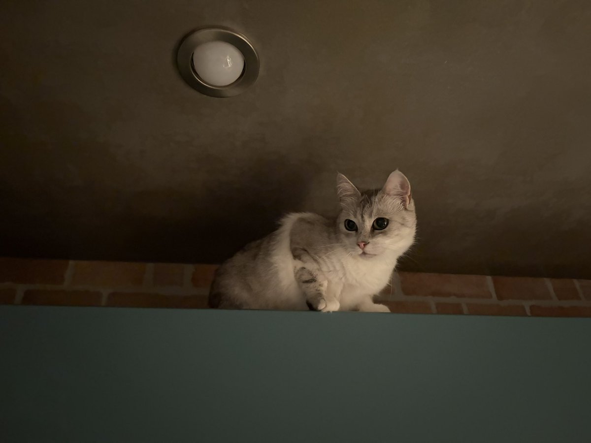 gerxtrm's tweet photo. Мій тигр https://t.co/2stRv3rH80