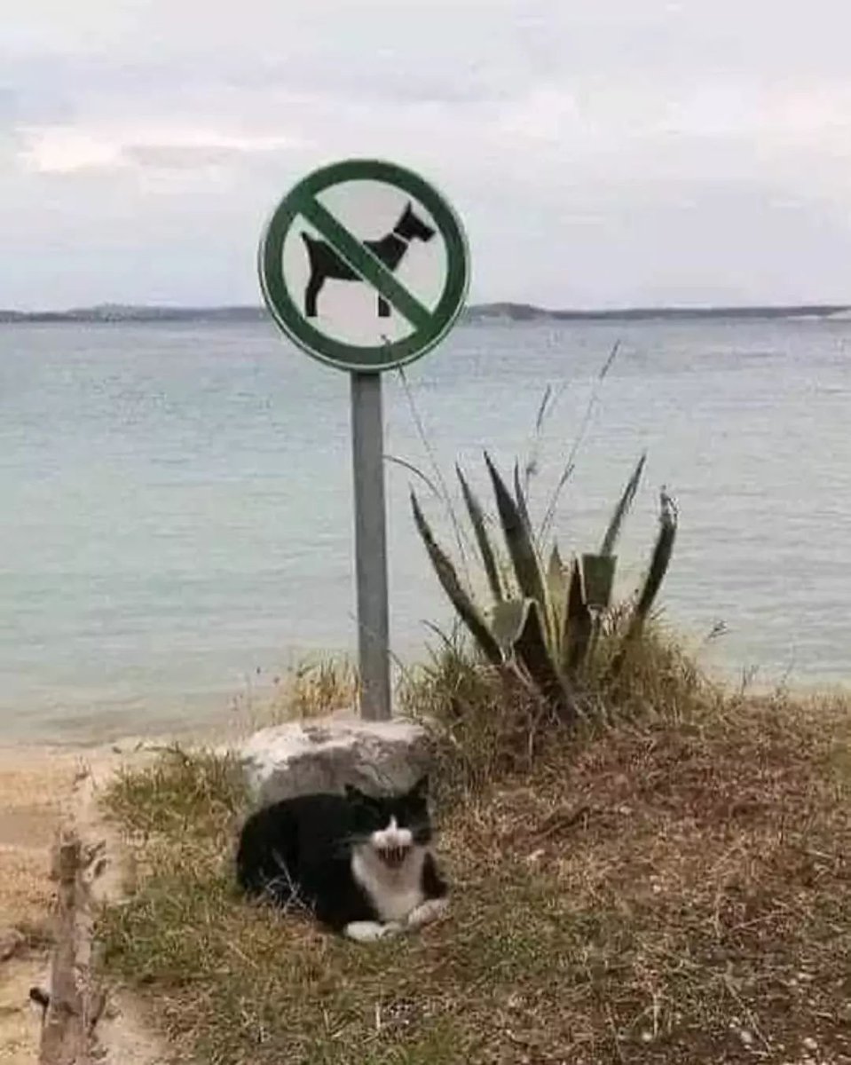 Punch Cat tweet media