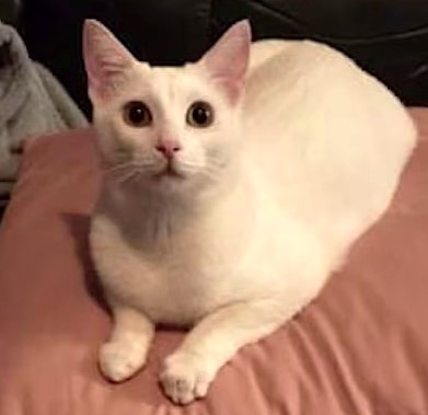 sachikoko's tweet photo. 🙏🏽PLEASE SHARE
🌷Big, Sweet 6YO All White Kitty "Alex"🌷
🥠Waiting 4+ Years 4 A🏡#FureverHome🏡
▶https://t.co/kpTTLhpkaT
🙏🏽#Adopt #AdoptDontShop #AdoptMe
#LosAngeles, #CA #SoCal
✅Dogs @TheCatsMeowInc #ForgottenSoulsHour #US #CATS https://t.co/w7iLYwHmPx