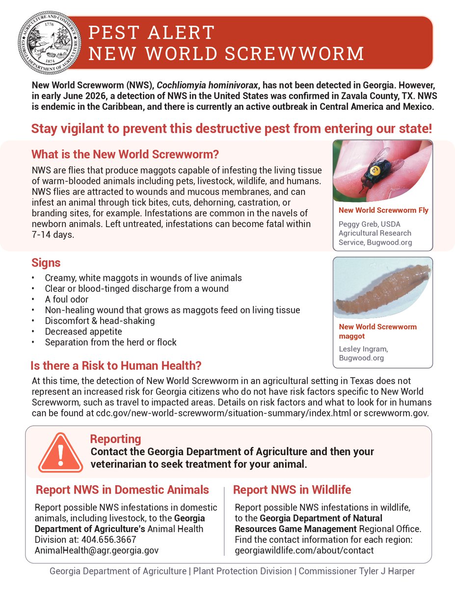 GaDeptAg's tweet photo. New World Screwworm has not been detected in Georgia, but livestock and pet owners should remain vigilant following a recent detection in Zavala County, TX.

Monitor animals for signs of infestation, including non-healing wounds, unusual discharge, or maggots in wounds.

Suspected cases should be reported immediately to the Georgia Department of Agriculture's Animal Health Division at 404-656-3667 or AnimalHealth@agr.georgia.gov.

Learn more: https://t.co/xj8Ajt6XER & https://t.co/9T8LD7A9cC