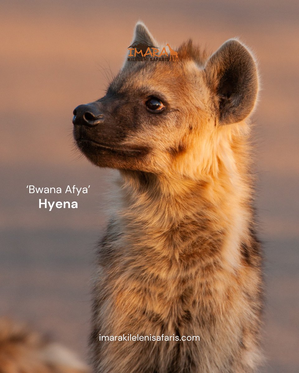 imarakileleni's tweet photo. While on safari in Tanzania, your guide might sound like they’re speaking in code 👀🦁

At Imara Kileleni Safaris, every drive is more than just sightseeing. It is a front-row seat to the language of the wild. 

#ImaraKileleniSafaris #TanzaniaSafari #SafariGuide #SafariLife https://t.co/MlNGQ82L9j
