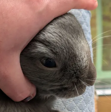 doctor4t_'s tweet photo. bunny https://t.co/5Mqo6XF1Ec
