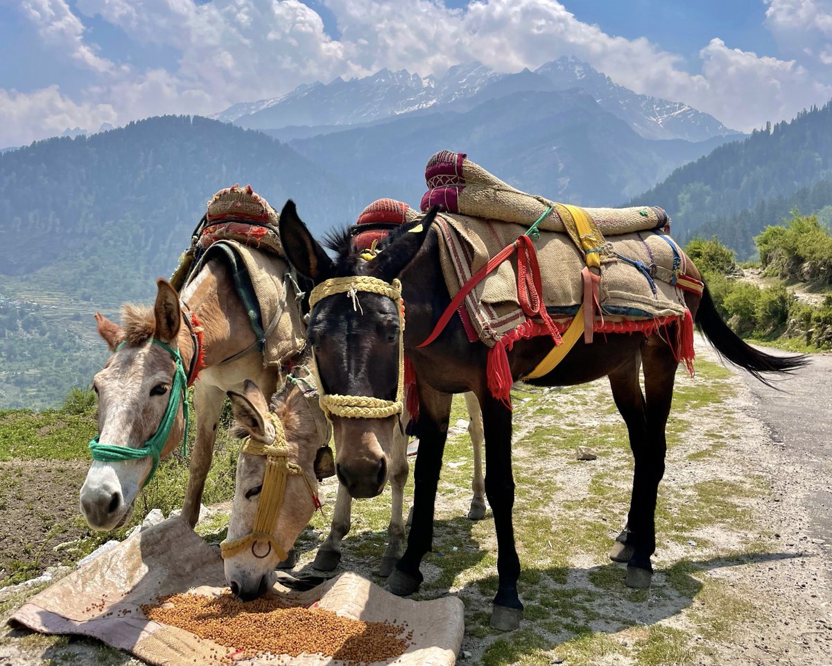 ptsdresolution's tweet photo. With only 4 weeks to go until her epic 100 mile Ultra Marathon, Tanya Hodges is getting in a little training - in the Himalayas! 💪 You can read the full story on our web: https://t.co/npJ7lHjXmr

➡️ https://t.co/dpAFX2wc1M

📷 Vicarious travel delights https://t.co/HW674KQAFn