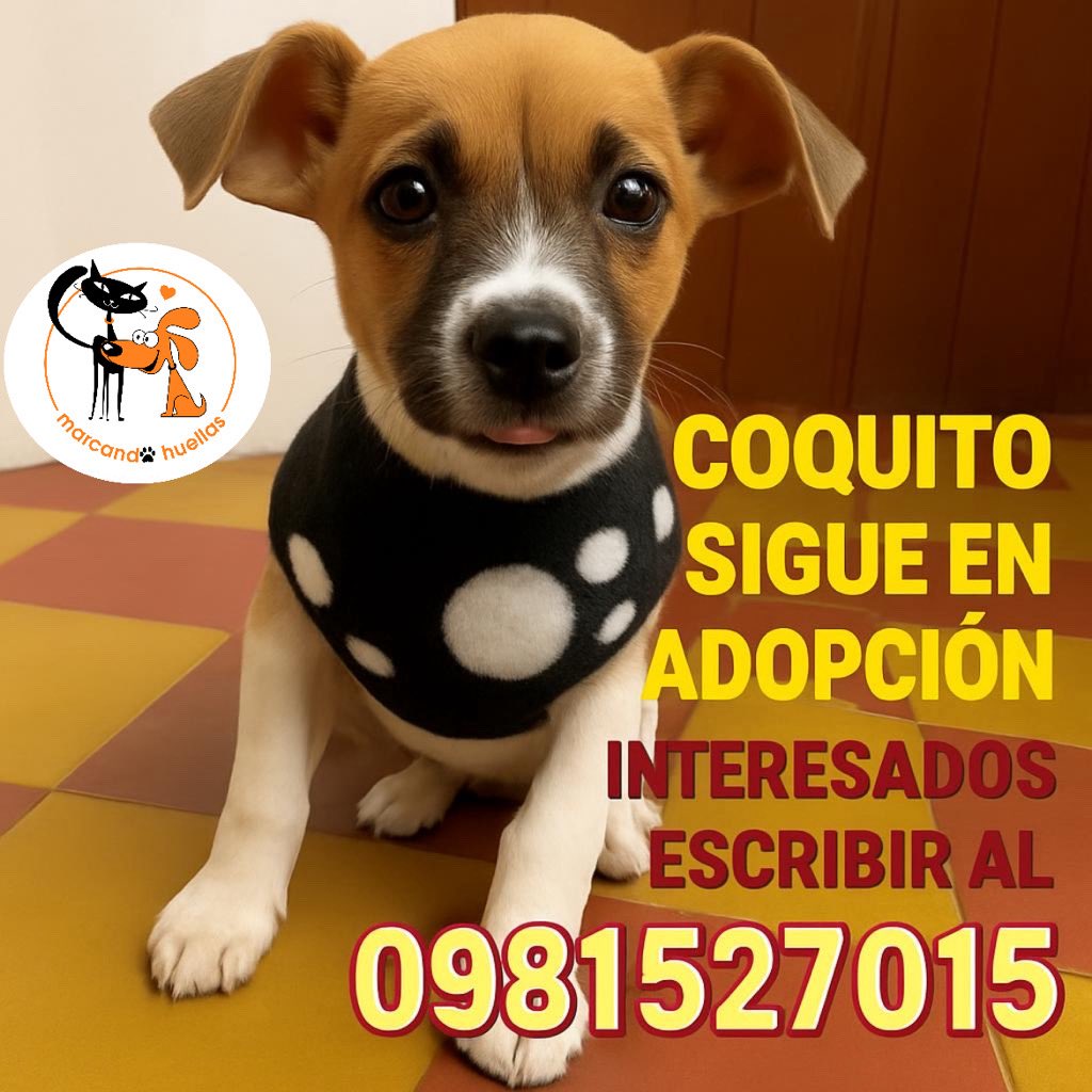 MarcoHuellasPy's tweet photo. Gente linda ‼️ Coquito pequeñito sigue en adopción. Machito de tres meses con vacunas al día ya castrado, muy amoroso y https://t.co/NncdNwLWz7 hermanita ya tiene familia y quedará solito. Los interesados pueden escribir al WhatsApp 0981527015. Abrí tu ❤️ elegí adoptar. RP 🙏🐾 https://t.co/YY4zuwcCkT