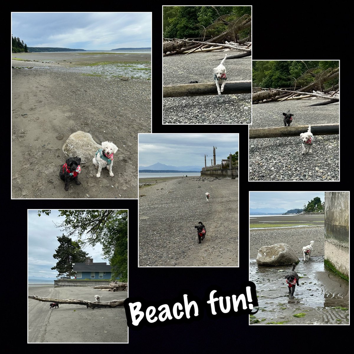 WhidbeyGypsy's tweet photo. 🚙💨Zip &amp; Zoë's Adventure Day

The tide was super low at -1.46', so lots of space to jump &amp; run &amp; do our #Hedgewatch beach patrol!

Have smells, will sniff! 
Have 📱, will 📷!

#EverythingIsBetterTogether
#dogsofX
#dogsofTwitter  
#TheZeeZisters 
#ZipAndZoë https://t.co/GE05ONw1KU