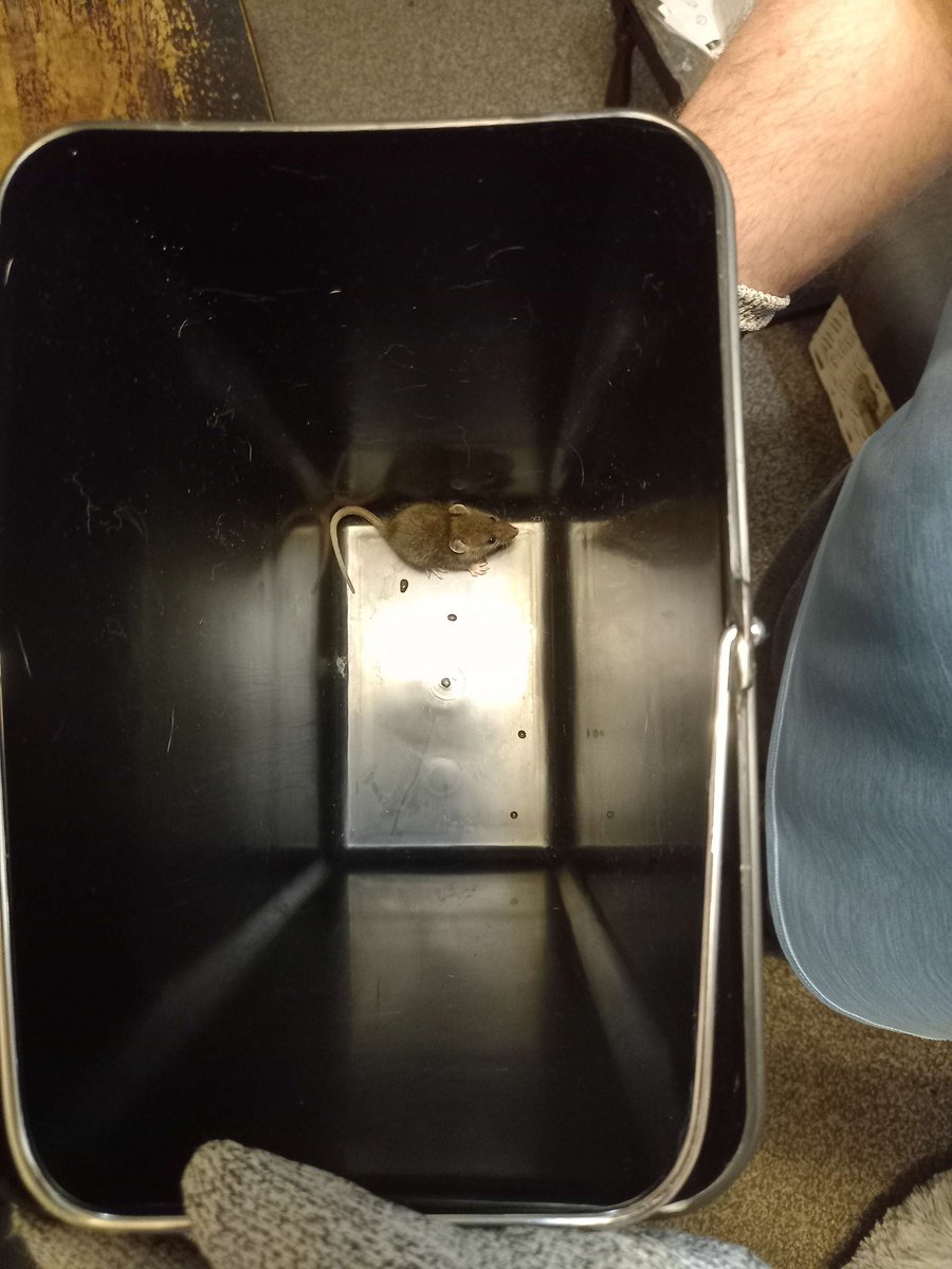 mactheminion's tweet photo. Woke up early to one of my cats chasing a baby rat around my room. After about 30 minutes of playing hide and seek with it, it decided to run into the bin I set out to trap it of its own free will. Set it loose outside, hope it has a good life https://t.co/tHfIhFagsm