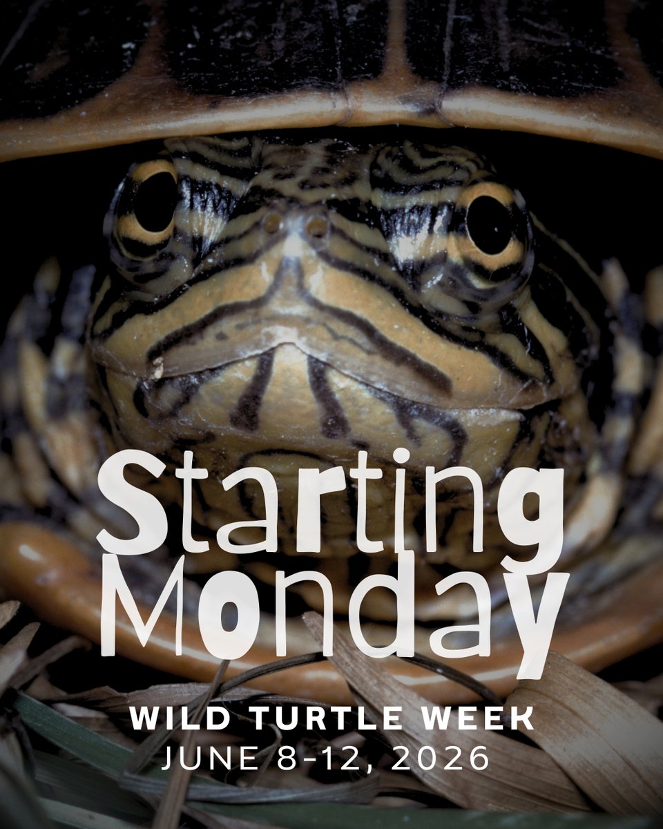 SEPARC's tweet photo. What a stache ( ห็ฌห ) Who could resist that face? Get ready to get loud! Here's how you can participate --> https://t.co/o3V8Wc5ZT0 #WildTurtleWeek #KeepWildTurtlesWild #WorldTurtleDay #TurtlesNeedOurHelp #EveryTurtleCounts #TurtlePower https://t.co/OJAWuWUYcw