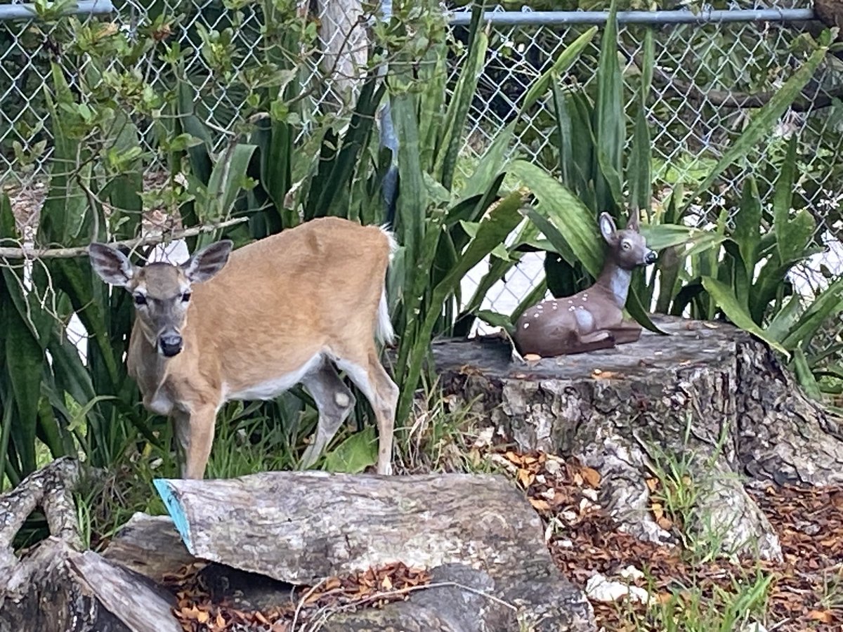 RacingToDisney's tweet photo. It’s true. Life sometimes does imitate art. #BigPine #KeyDeer https://t.co/Nylpaz2RPz