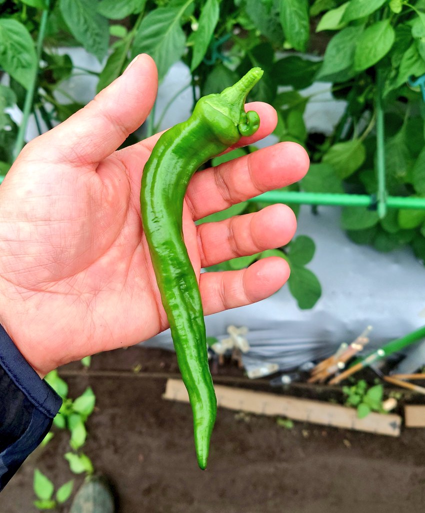 moca_vicky's tweet photo. 夏野菜の収穫が始まりました🥰
ピーマン🫑🫑🫑、万願寺とうがらし🌶、ナス🍆
(^-^)⊃⌒♡♡‿(･×･)‿♡(  ˶ˊᵕˋ)੭♡
#家庭菜園 #世田谷 #ファミリー農園  #収穫  #夏野菜 https://t.co/XbfIP3wOqn