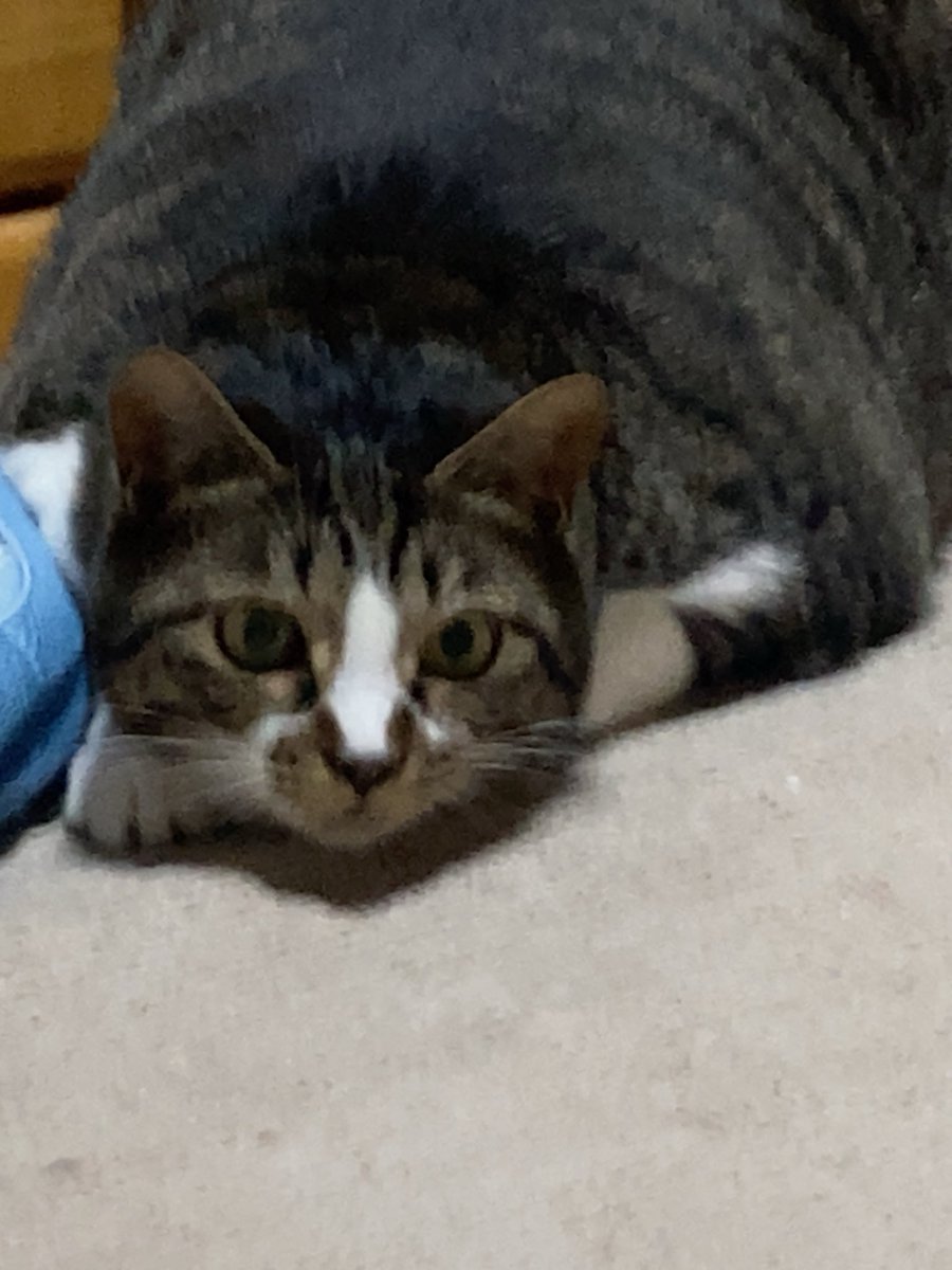 Ive_618's tweet photo. おはようにゃ🐈朝起きて来てママにナデナデしてもらってたらいきなりドン‼︎って来て二人ともびっくり‼︎地震だったにゃ https://t.co/niq4mrvGw6