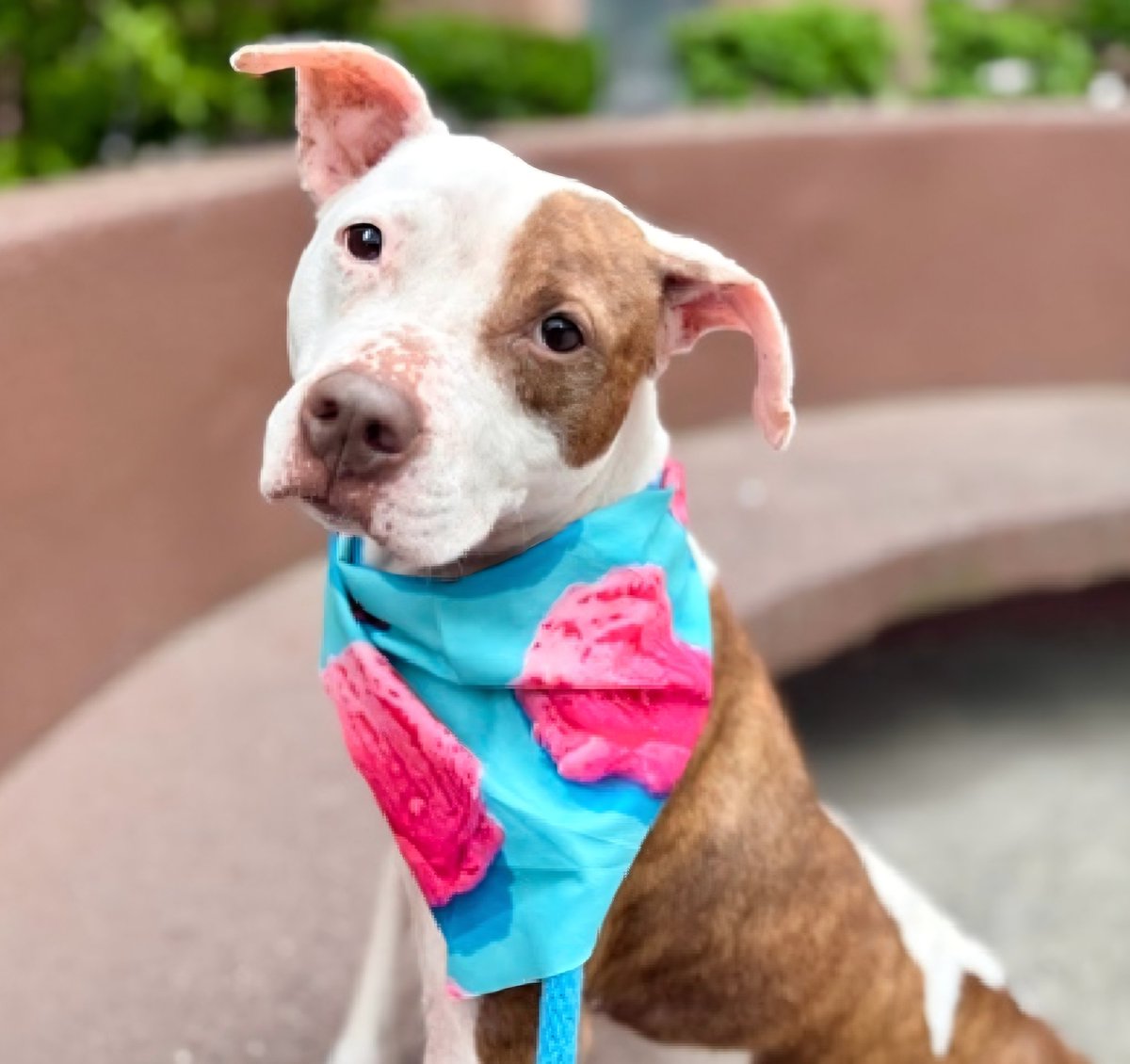 MorgFairsdogs's tweet photo. Coco Mango Cherry 233894
Listed TBK 6/6
#NYCACC #AdoptMe
A pretty 7 yr old girl
Has allergies, alopecia,  otitis chronic,  pyoderma &amp; is Underweight 🚑
Returned by adopter for snapping at child in home
Help save Coco MC!
https://t.co/2rv44abiYD
#pledge4rescue #foster #adopt https://t.co/bkeWlopSB9