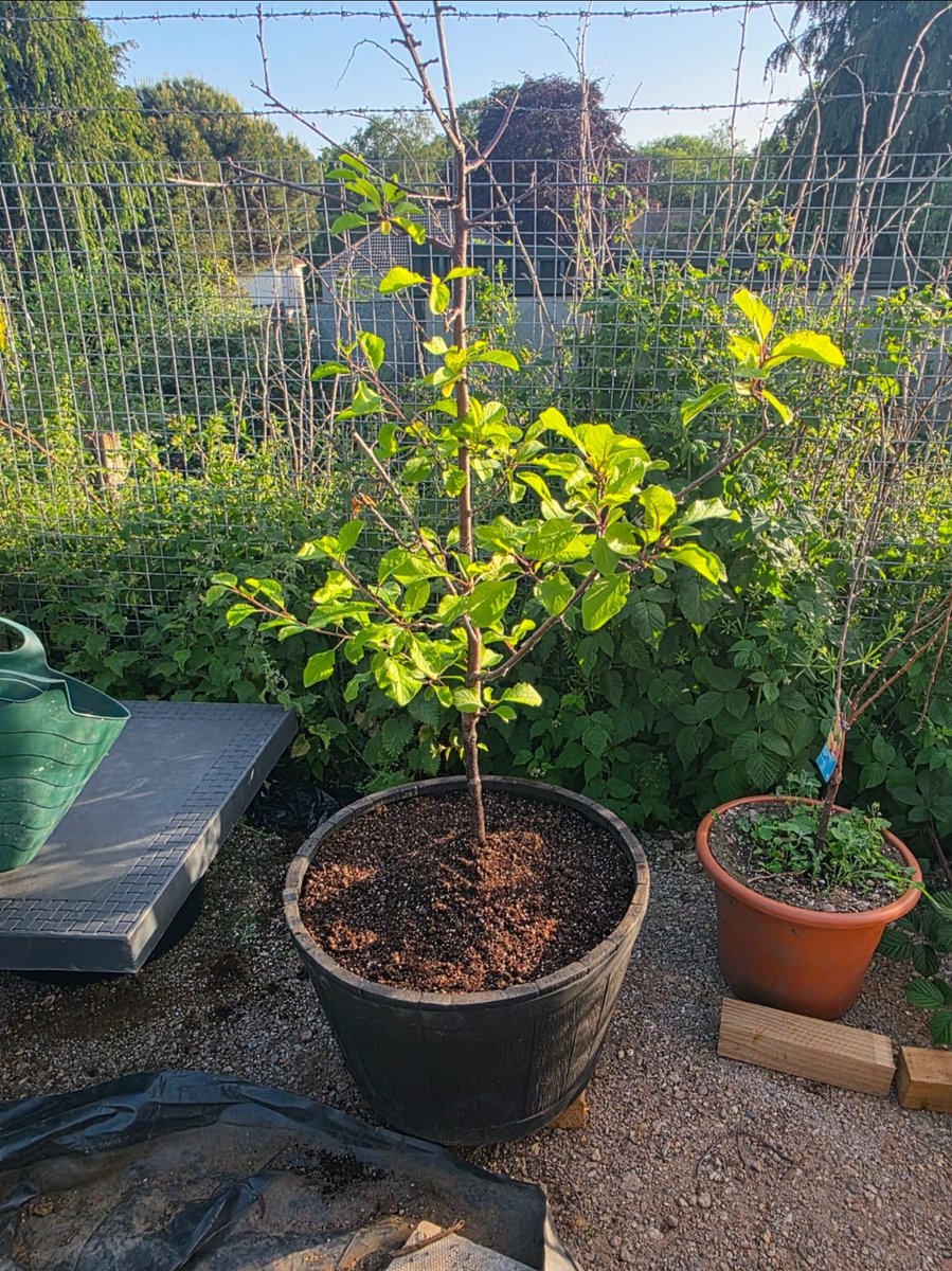 Ubuntucollcic's tweet photo. From small steps to tangible growth!🌱✨

​Check out the progress on our potted fruit trees. We are absolutely loving watching these little ones thrive and get ready to produce. It’s amazing what a little care, soil, and community support can do. @groundworkuk @TNLComFund @WestMids_CA 

​What are you growing in your garden or community spaces this week? Drop a picture or let us know in the comments!👇🏾👇🏾👇🏾 
​#Seed2Knowledge #GrowingFoodGrowingCommunity #UrbanGardening #GrowYourOwn #CommunityGarden #GreenThumbs