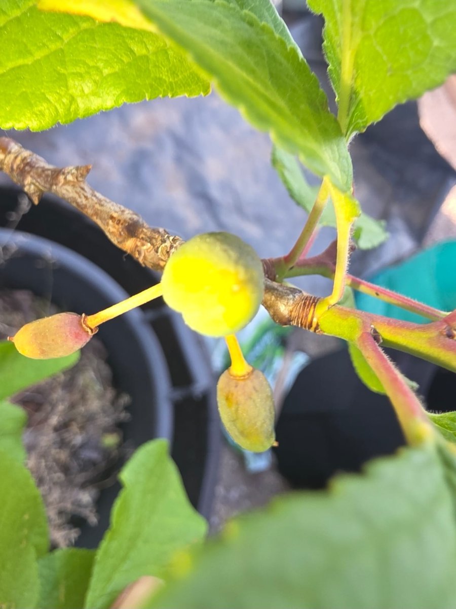 Ubuntucollcic's tweet photo. From small steps to tangible growth!🌱✨

​Check out the progress on our potted fruit trees. We are absolutely loving watching these little ones thrive and get ready to produce. It’s amazing what a little care, soil, and community support can do. @groundworkuk @TNLComFund @WestMids_CA 

​What are you growing in your garden or community spaces this week? Drop a picture or let us know in the comments!👇🏾👇🏾👇🏾 
​#Seed2Knowledge #GrowingFoodGrowingCommunity #UrbanGardening #GrowYourOwn #CommunityGarden #GreenThumbs