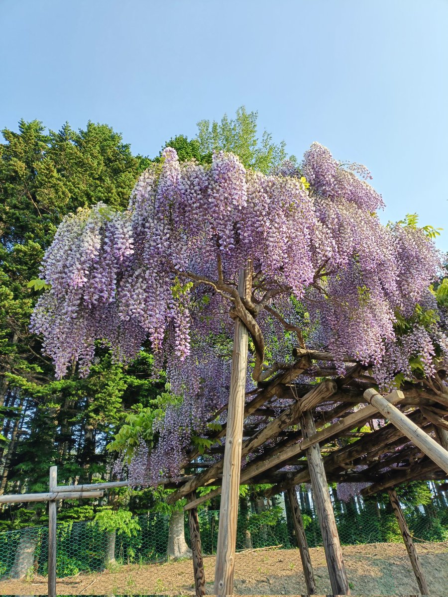 2026.6.5「まるせっぷ藤園」開花情報 #遠軽町 #丸瀬布 #まるせっぷ藤園