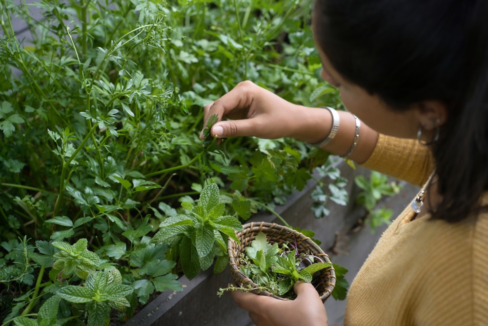 alaintora's tweet photo. Les plantes aromatiques sont un atout majeur pour tout cuisinier et tout horticulteur. Parfumées, goûteuses et souvent très bénéfiques pour la santé, elles donnent de la saveur à votre quotidien.
https://t.co/cUNZE75OQY https://t.co/WlE2RKBS2y