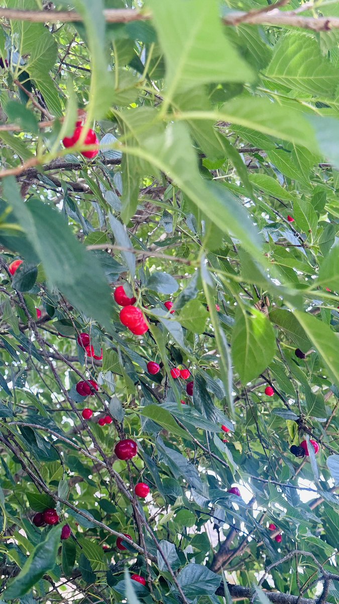 Navbahor's tweet photo. NE Washington: One of the small pleasures of early summer—Montmorency cherries ripening in the neighborhood. Tart enough to make you pucker, but delicious enough to keep reaching for more. 🍒 https://t.co/jQxoUcBnba