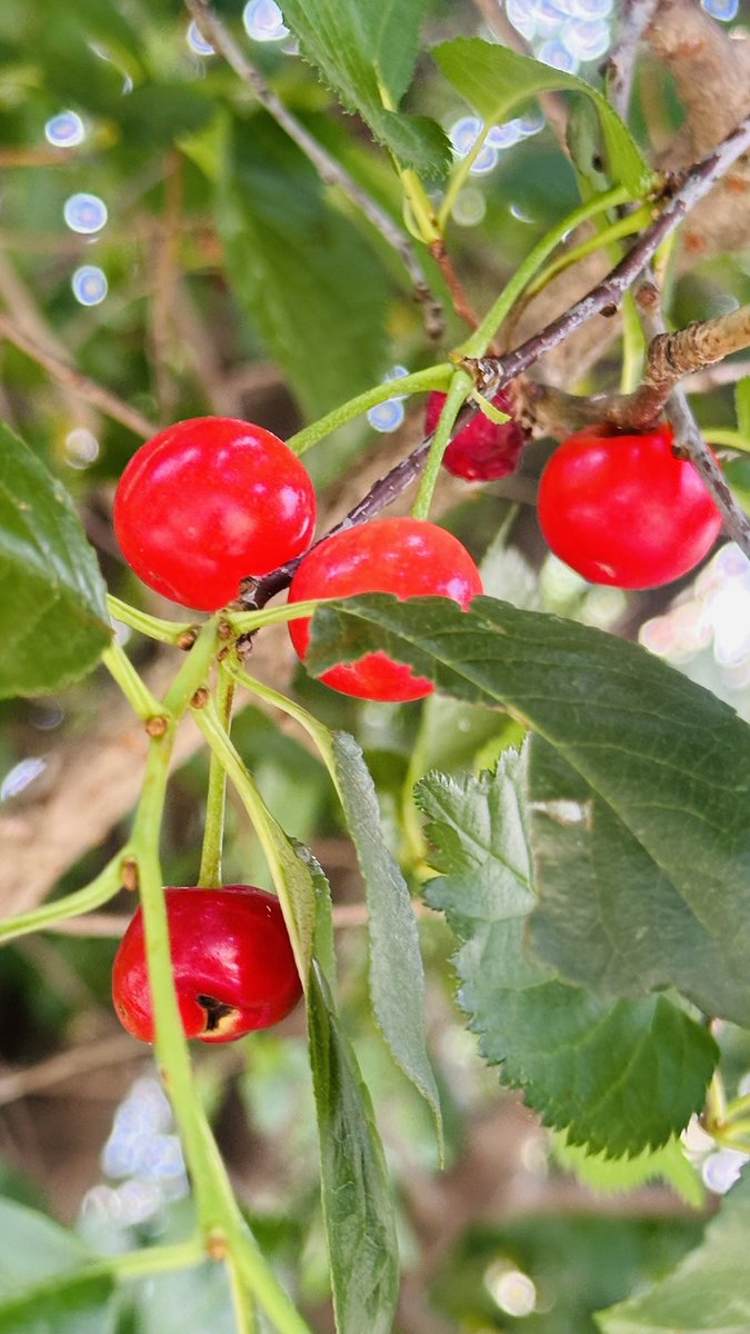 Navbahor's tweet photo. NE Washington: One of the small pleasures of early summer—Montmorency cherries ripening in the neighborhood. Tart enough to make you pucker, but delicious enough to keep reaching for more. 🍒 https://t.co/jQxoUcBnba