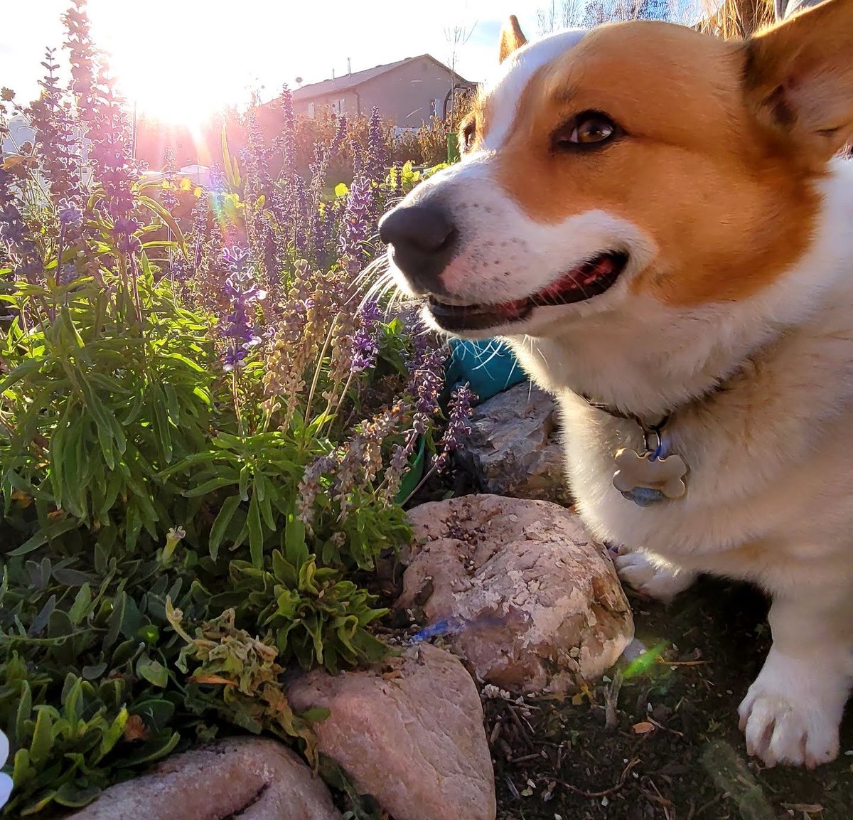 5kl's tweet photo. Every day is international corgi day. https://t.co/wRiIoJAhaG