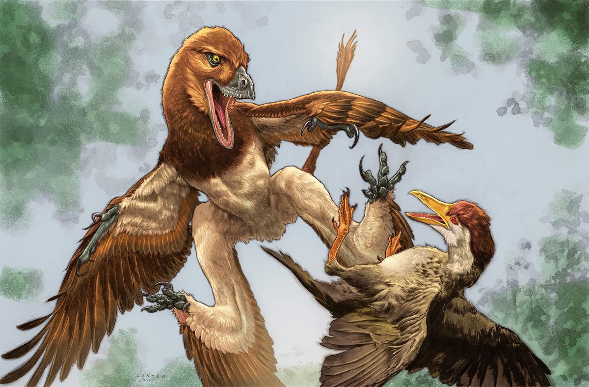 Sickle_Claw's tweet photo. A new Microraptor has been named! “Jian Changmaensis” has been described from Northwest China. Perfect for Jurassic June! https://t.co/uVvBQScoEn