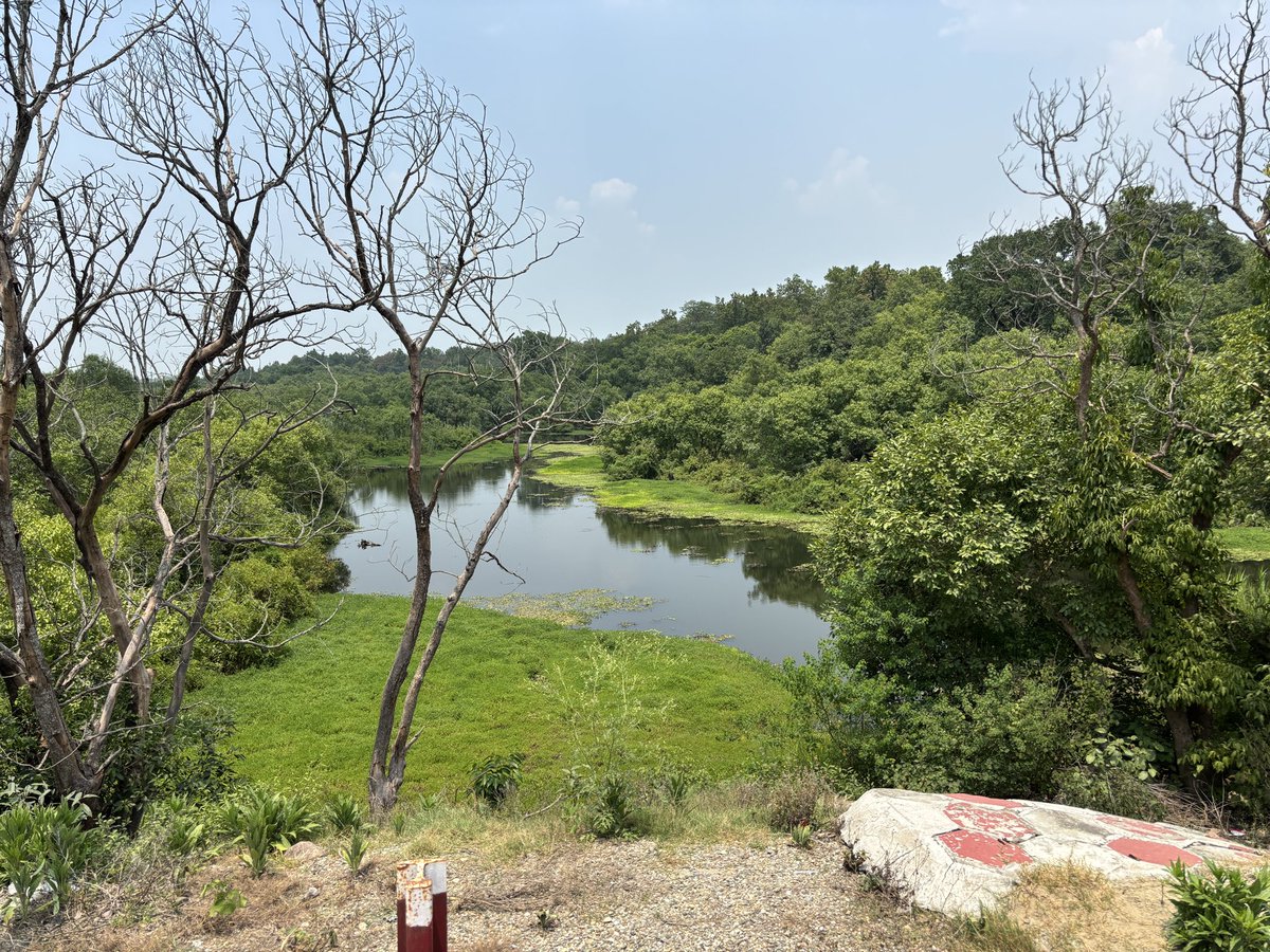 friendycalls's tweet photo. Perks of field visits- fascinating views.
Inside Pilibhit Tiger Reserve
#FieldDiary #ResearcherLife https://t.co/2FSG277RQC