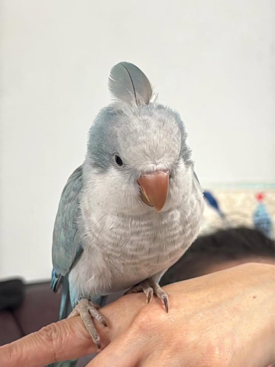 ContextBirds's tweet photo. https://t.co/woyhdUXO9X