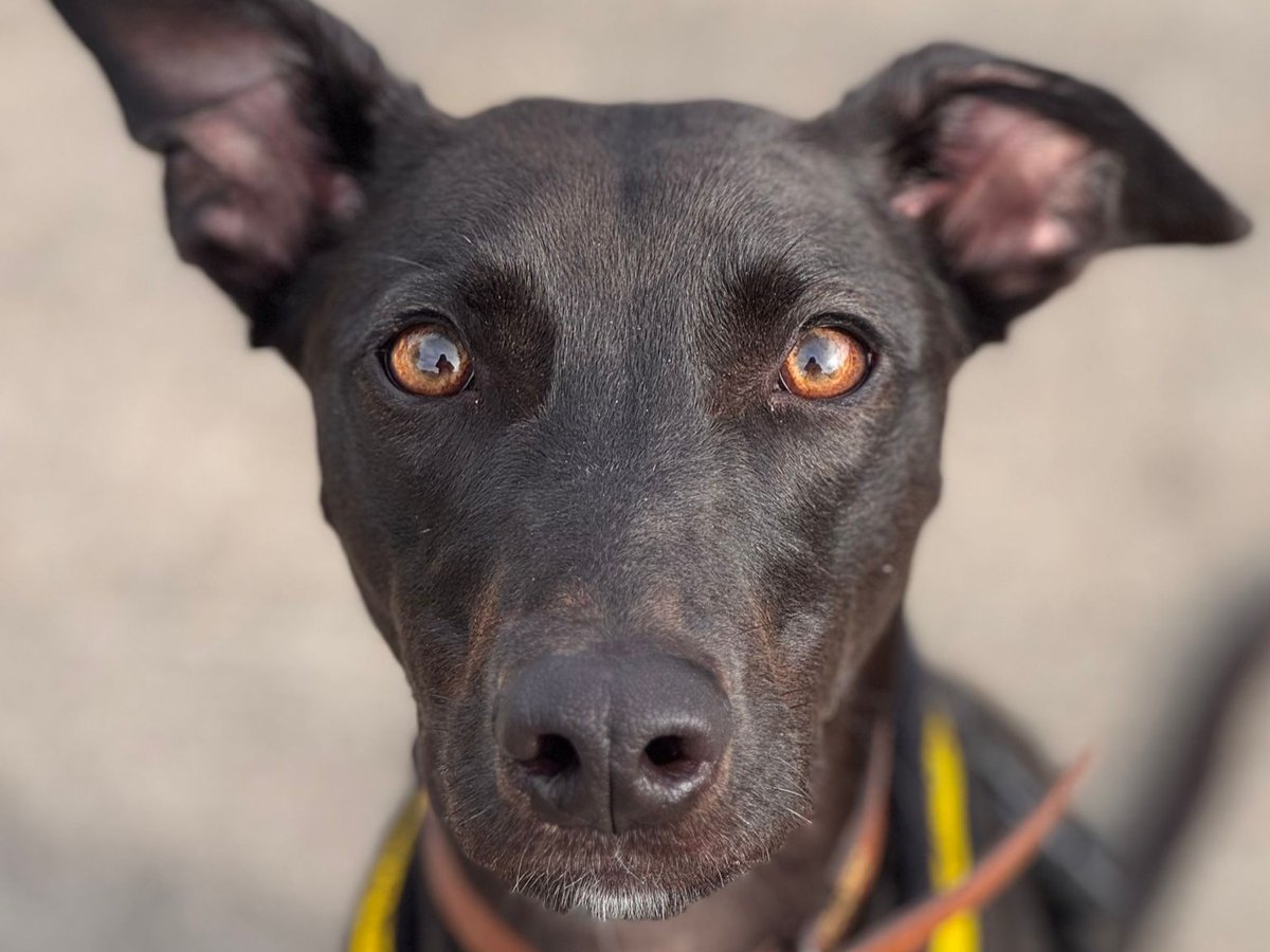 DT_WestLondon's tweet photo. Stop scrolling, and please give a heartfelt welcome to some of our newest residents! 💛

1. Scooby
2. Mr Darcy 
3. Shelly
4. Penny 

👉 Stay up-to-date with our website to see when they all become available for rehoming! 

#DogsTrustWestLondon #NewArrivals #RescueDogs #Adoption https://t.co/zhSuwq6OUT