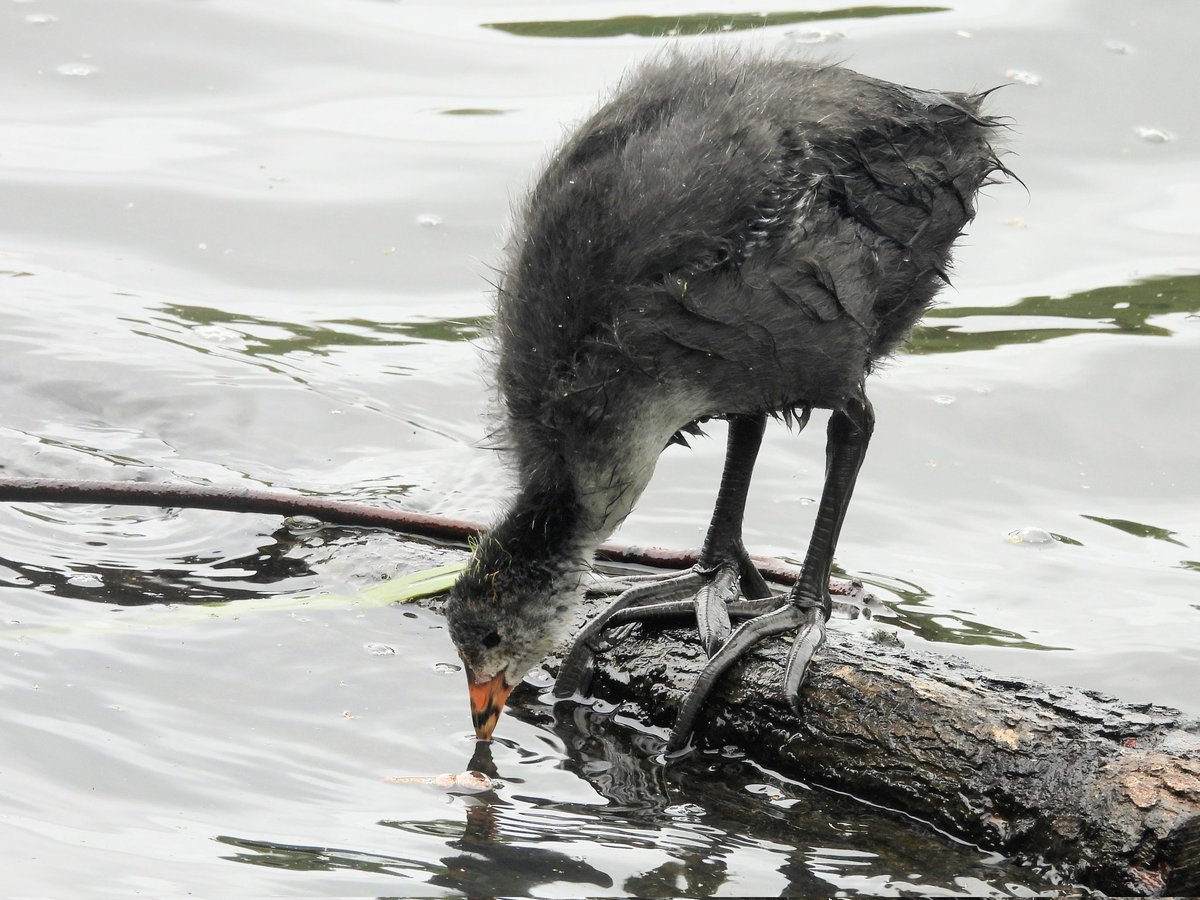 willowarbles's tweet photo. Queens park coot chicks and two little grebes https://t.co/iyX45SZOKc