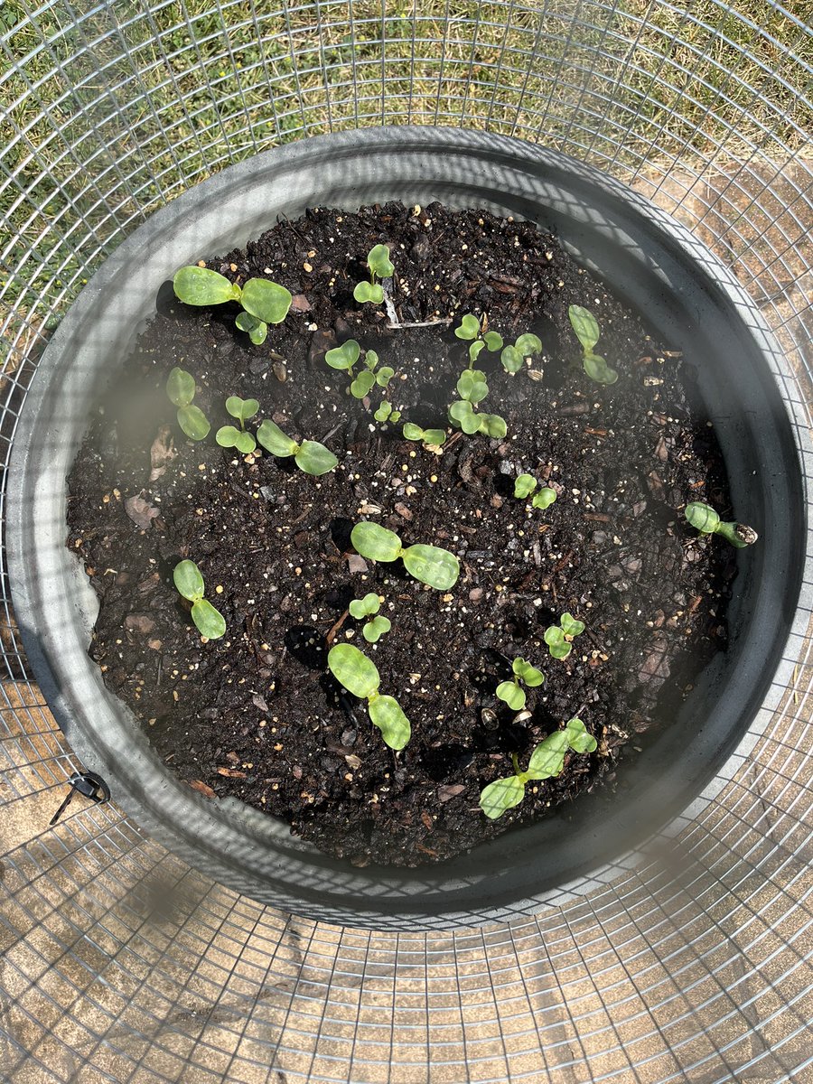 Flames_Star7's tweet photo. Starting to grow some more sunflowers and now some radishes as well. They’re doing pretty well! #sunflowers https://t.co/4cYQmcD3bH