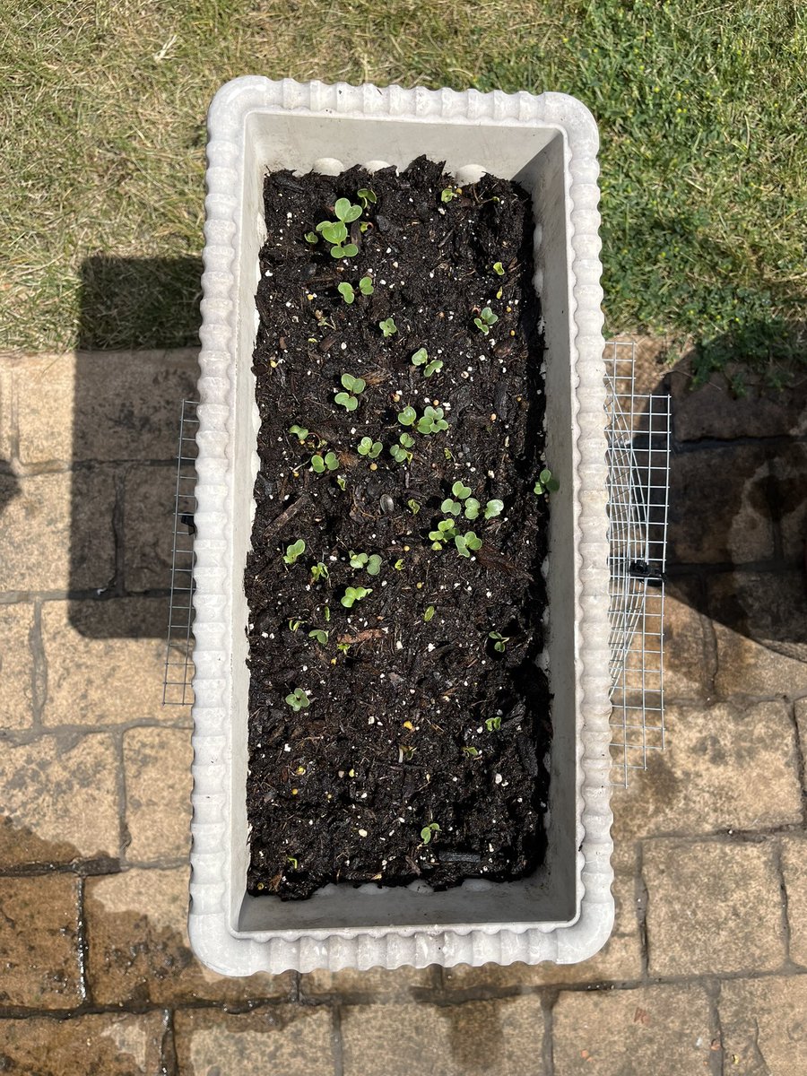 Flames_Star7's tweet photo. Starting to grow some more sunflowers and now some radishes as well. They’re doing pretty well! #sunflowers https://t.co/4cYQmcD3bH