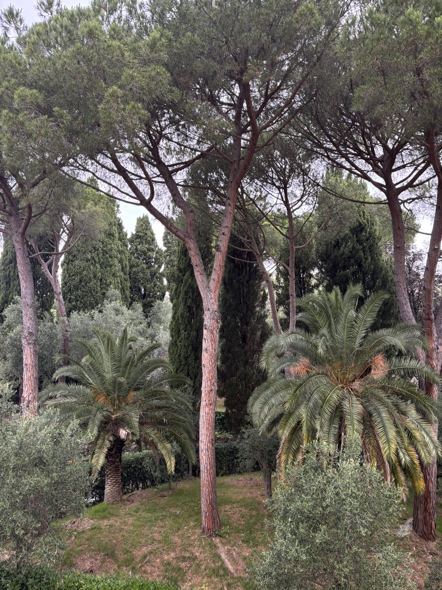 Lalla3055's tweet photo. Giardini liguri https://t.co/OYvrzoD4hT