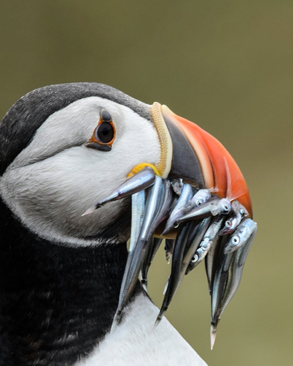 CLF's tweet photo. Puffins have to be some of the cutest seabirds, right? ❤️

Atlantic puffins nest on offshore islands in Maine, and often winter in the Northeast Canyons and Seamounts Marine National Monument. Fun fact - a group of these birds is called an improbability of puffins! #OceanMonth https://t.co/BSrtvvX9xR