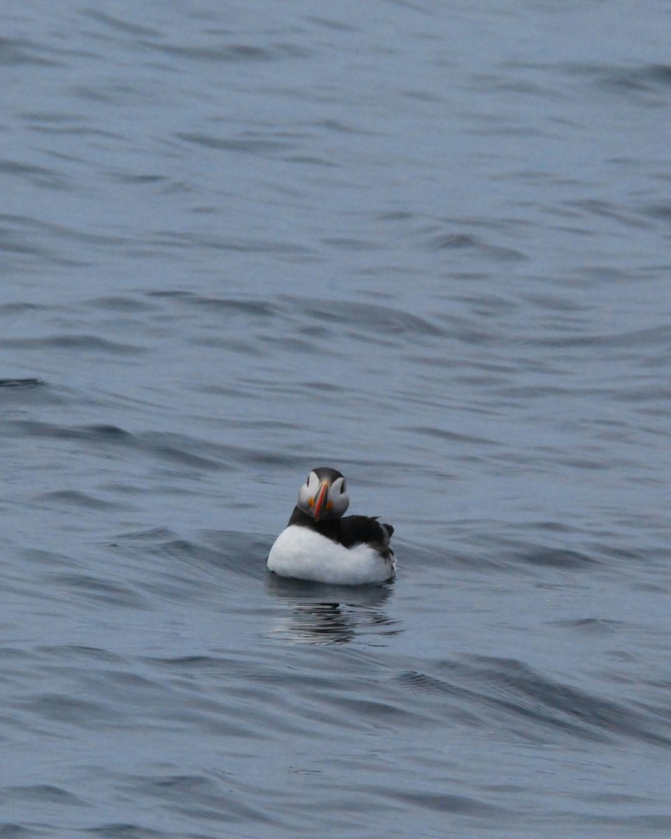 CLF's tweet photo. Puffins have to be some of the cutest seabirds, right? ❤️

Atlantic puffins nest on offshore islands in Maine, and often winter in the Northeast Canyons and Seamounts Marine National Monument. Fun fact - a group of these birds is called an improbability of puffins! #OceanMonth https://t.co/BSrtvvX9xR