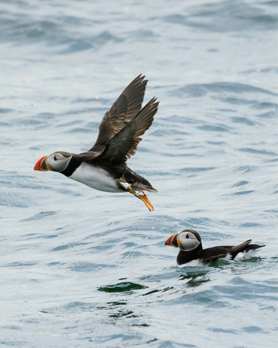 CLF's tweet photo. Puffins have to be some of the cutest seabirds, right? ❤️

Atlantic puffins nest on offshore islands in Maine, and often winter in the Northeast Canyons and Seamounts Marine National Monument. Fun fact - a group of these birds is called an improbability of puffins! #OceanMonth https://t.co/BSrtvvX9xR