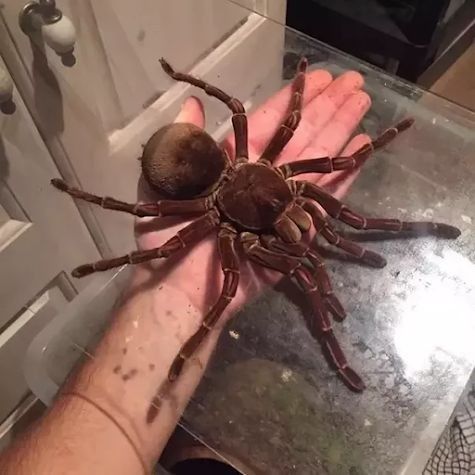 natural77384672's tweet photo. Goliath bird eater tarantula, the largest spider species in the world by mass, with a leg span that can reach up to 11 inches. Native to the northern Amazon rainforest, these spiders have fangs over 2 centimeters long and can produce a distinct clicking or hissing sound when threatened . While their venom is not lethal to humans, they possess urticating hairs that can cause significant skin and eye irritation. Despite their name, they rarely eat birds, feeding instead on large insects, frogs, and small rodents.