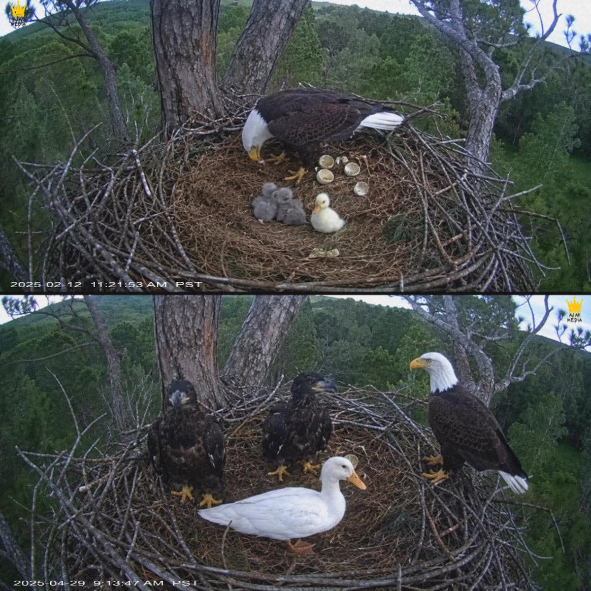 Mr_Husky1's tweet photo. A duck was raised by eagles after being brought to the wrong nest.

On February 12, 2025, a nest camera captured an eagle sitting on two eggs when her mate returned with a third mystery egg.

Nobody knew where it came from, and even the mother eagle seemed confused for a moment. But instead of pushing it away, she tucked it under her body and raised it with the others.

Then the first egg hatched. It wasn’t an https://t.co/qmzgXWpDBq was a duckling.

A week later, the two eagle chicks hatched beside it, and viewers thought the duckling wouldn’t last long in a nest full of predators. But the mother eagle never treated it like food. She treated it like hers.

Fifteen weeks later, the same camera showed all three still together, with the duck growing beside the eagle chicks like a sibling. Researchers were stunned when they noticed the mother bringing back fish and softer food, almost like she knew the duckling couldn’t eat the same meat as the others.

Now everyone watching is waiting for the next impossible moment. Soon the juvenile eagles will fly away but how will the duck get down from the nest?