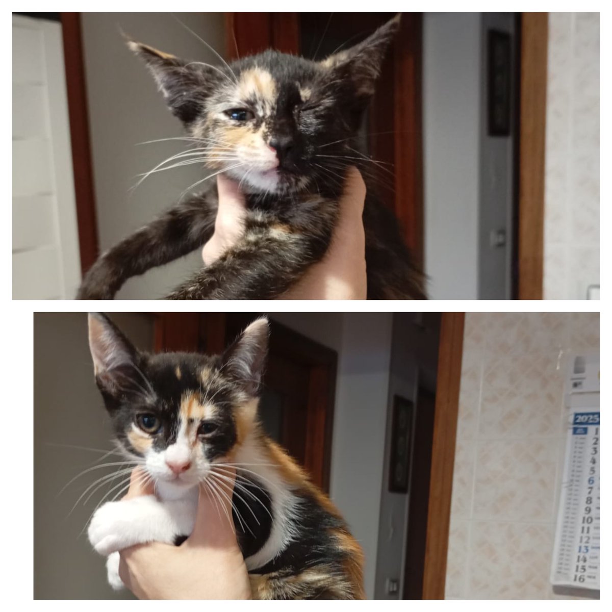 RandagiBaffi's tweet photo. Piccole sorelline bellissime, credetemi le foto non rendono, cercano casa a Torino e provincia. Arrivo il 27 giugno. Info whatsapp 3496067443 https://t.co/AD2RMvxSGA