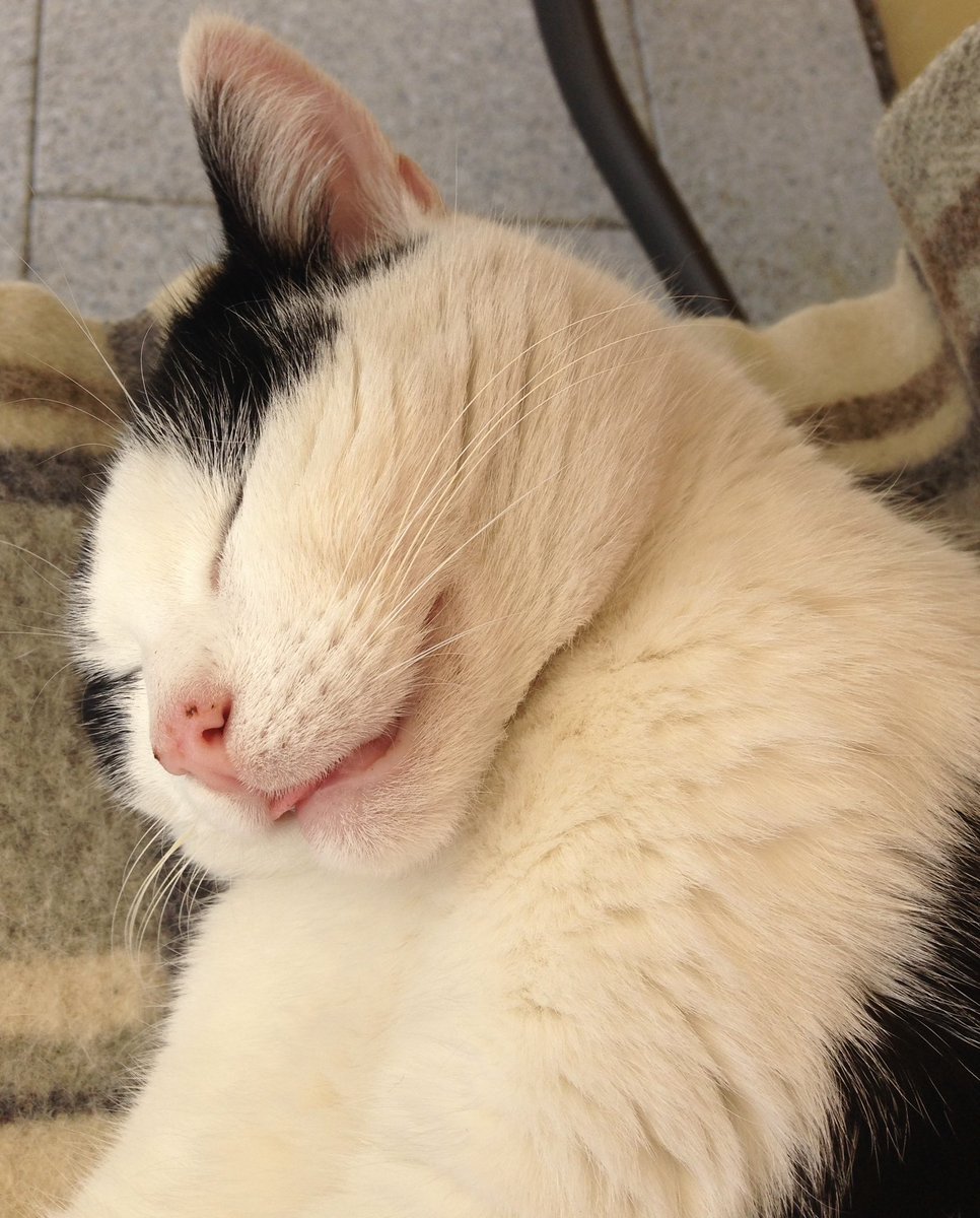 geli1104's tweet photo. Mein kleiner Sonnenschein Cosi ist heute im hohen Alter von 19 Jahren und 2 Monaten um 17:30 über die Regenbogenbrücke gegangen. 🌈🐈‍⬛😭
Nachmittags war er im ganzen Garten an seinen Lieblingsplätzen in der Sonne und hat geschlafen. Er hat sich verabschiedet. ☀️🪴
Danke an Alle https://t.co/usZ7sOLDUk