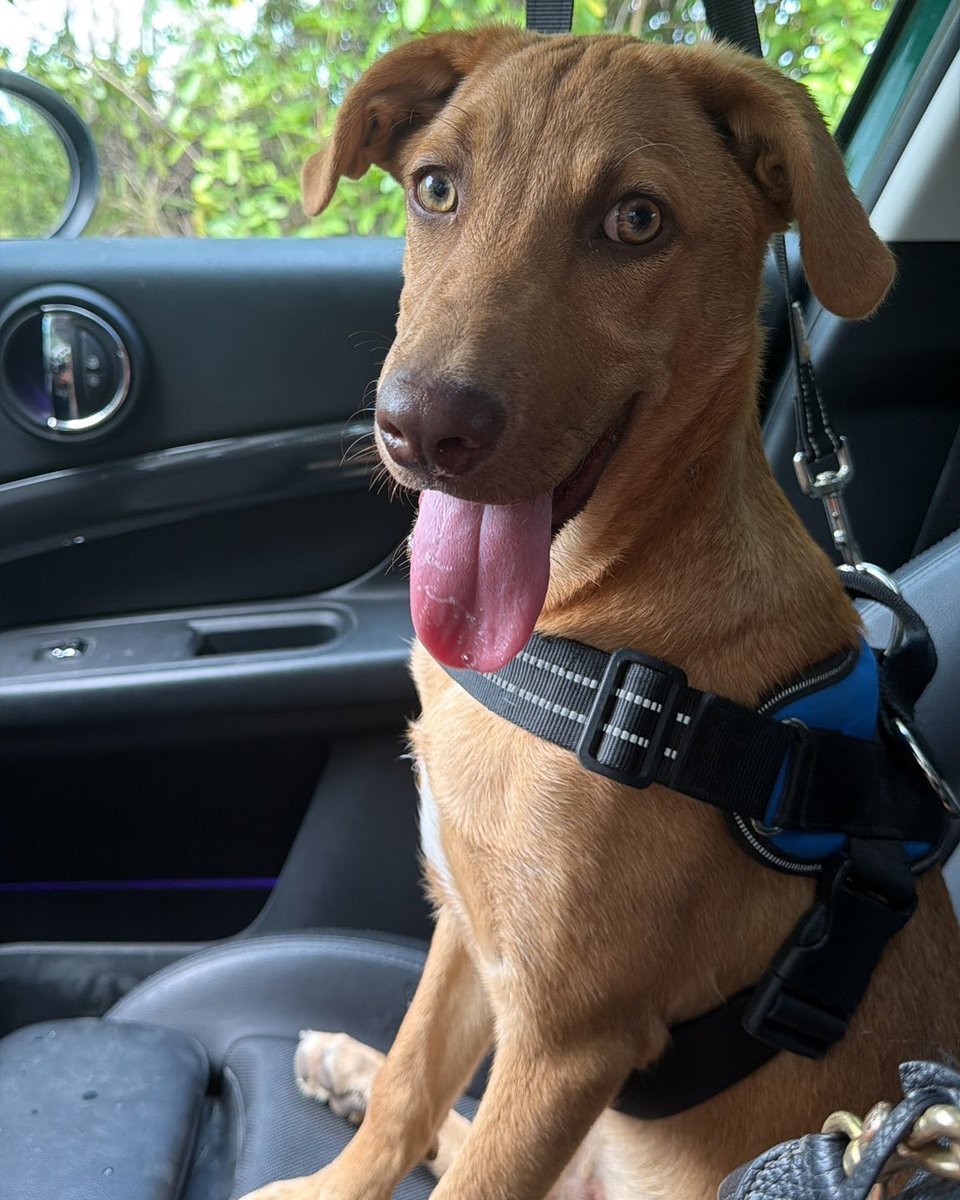PotcakeNFT's tweet photo. 🐾🎉 Another Potcake Success Story! 🎉🐾

We love sharing happy adoption stories from our partners at Abaco Shelter, and this one is worth celebrating.

Toby has found his forever home! 🏡❤️

When Alex reached out to Abaco Shelter to learn about the Potcakes in their care, nobody knew exactly where the journey would lead. As it turns out, Toby was the perfect match for Alex and his wife, and now this special pup is off to begin his next chapter with a family of his own.

These are the moments that make all the hard work worthwhile. Every rescue, every foster, every volunteer hour, and every donation helps create stories just like Toby's.

Congratulations to Toby, Alex, and his family. We know this Potcake is going to be an incredible ambassador for rescue and for the amazing dogs of The Bahamas. 🐶💛

📻 We'll be sharing Potcake stories and updates today on KONK Radio at 4 PM ET. We hope you'll tune in!

#IslandDogs #WeAreRoyals 👑
