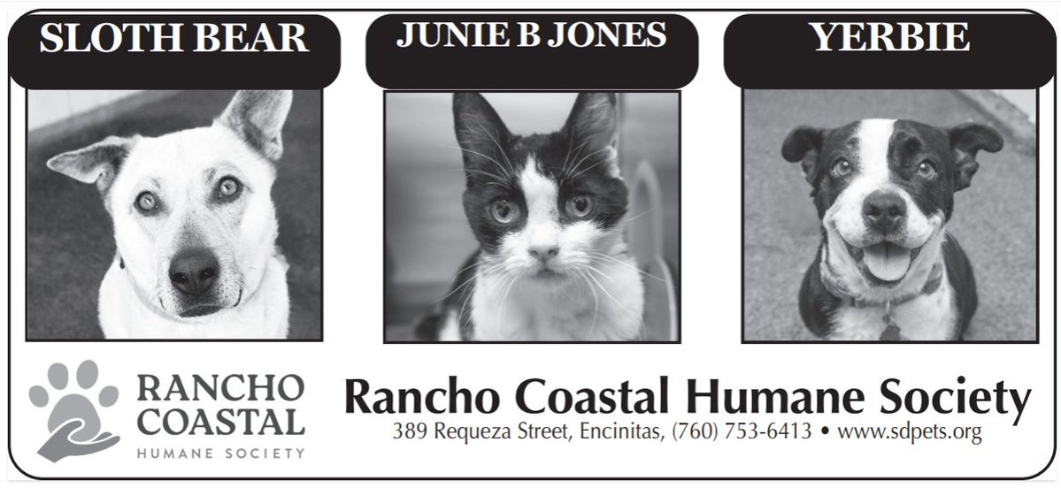 encdogguy's tweet photo. Meet this week's adoptable pets from Rancho Coastal Humane Society in The Coast News. Feel free to share this. The Coast News is available worldwide online. https://t.co/VUT7YkyZDV https://t.co/cMr5UNlU6P