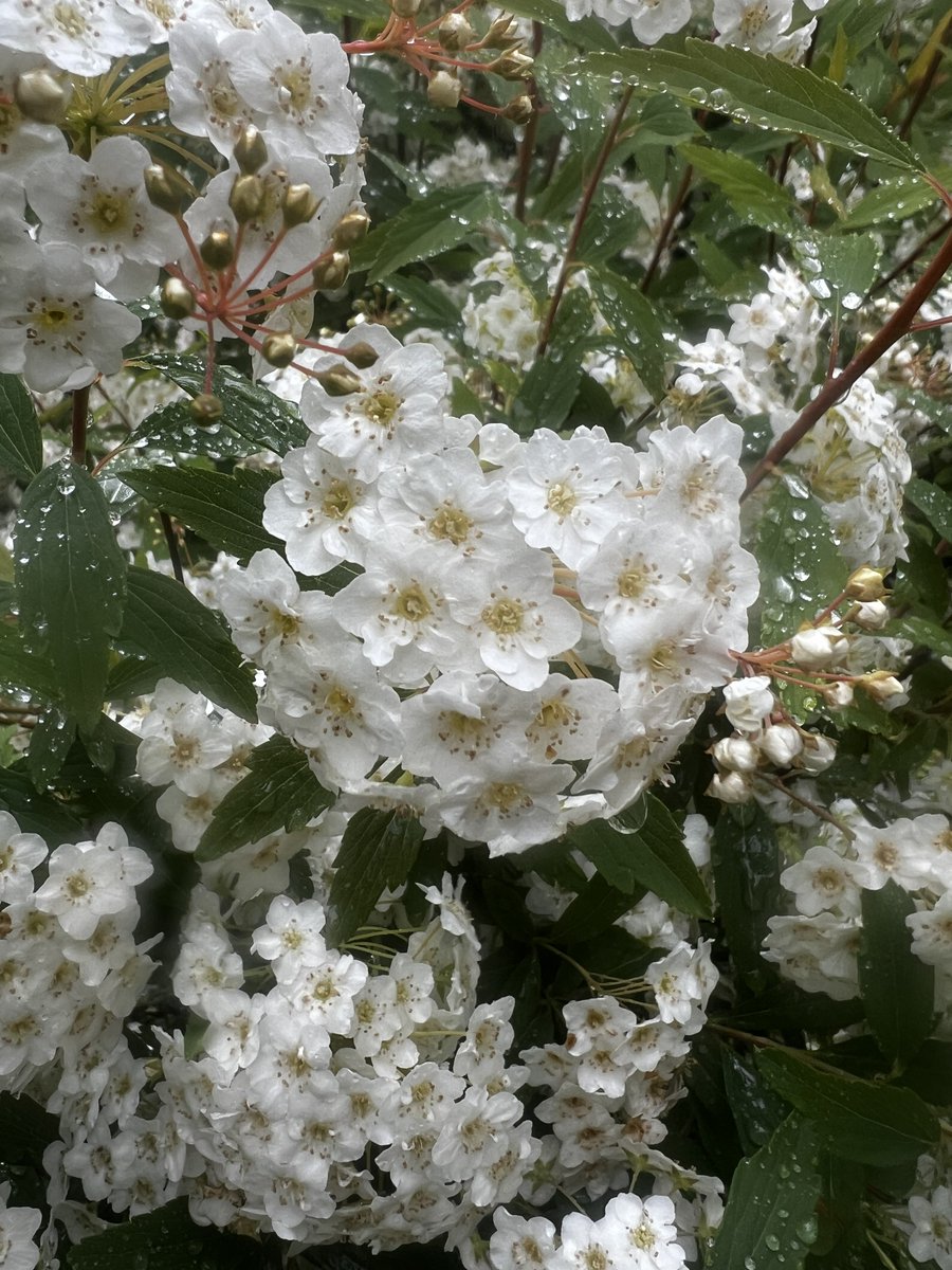 pcclytrmc's tweet photo. Photo challenge: Share a photo of rain drops. https://t.co/Oh1VAgchPa