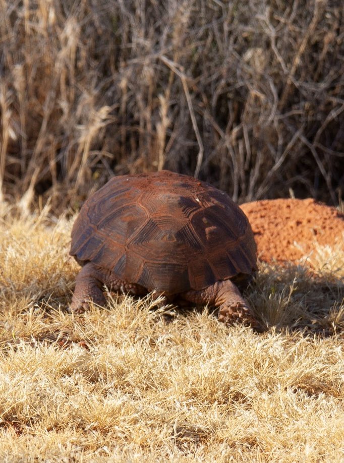 prairieguy2016's tweet photo. Thinking about how I should feel about being dissed by Mojave Desert Tortoise?🤔

I do like the “armor” look of its shell.
https://t.co/Fs03XmaudB #photography #nature #tortoise #desert #Utah #wandering #desertsolitaire https://t.co/52sOnflmlH