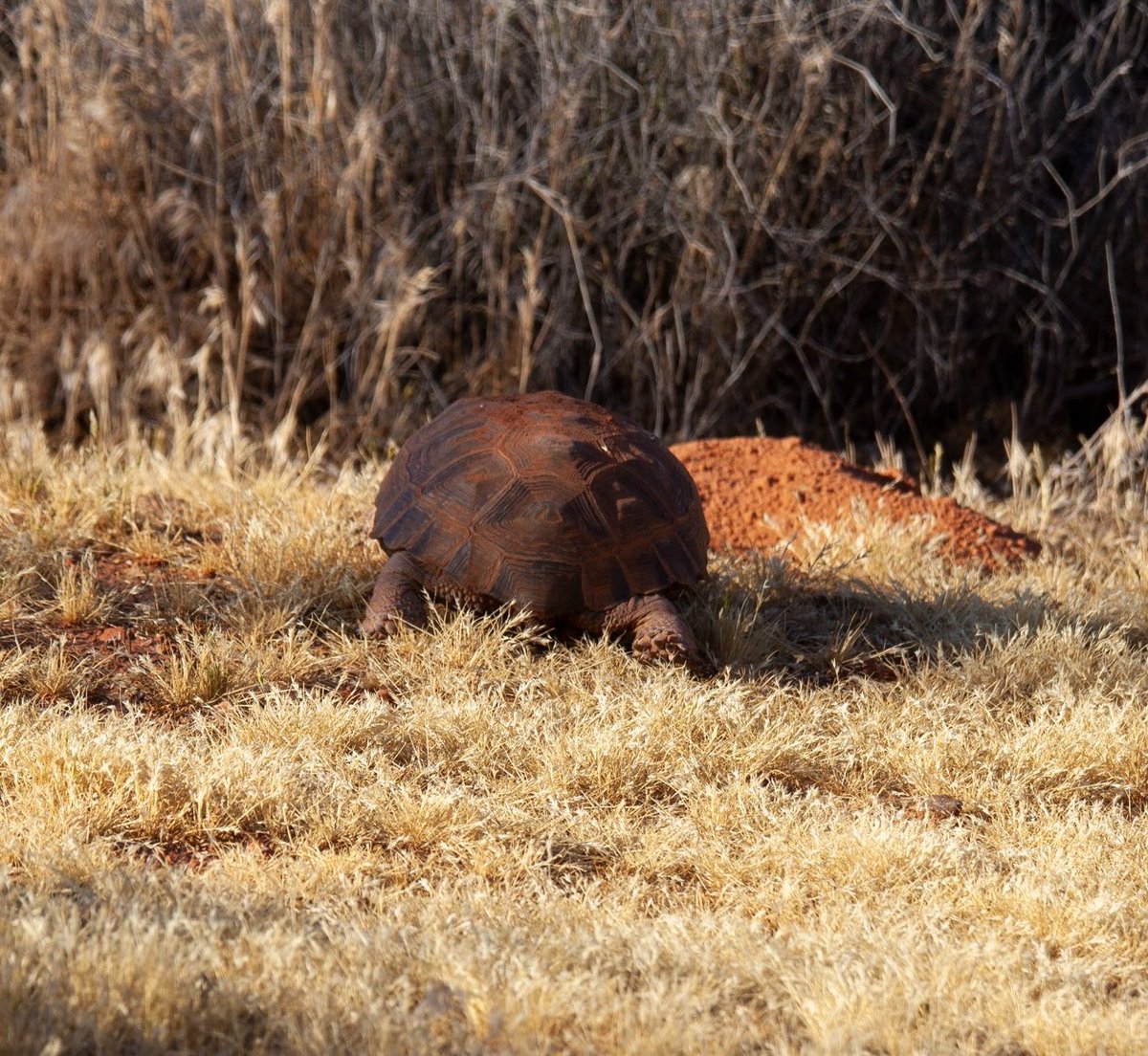 prairieguy2016's tweet photo. Thinking about how I should feel about being dissed by Mojave Desert Tortoise?🤔

I do like the “armor” look of its shell.
https://t.co/Fs03XmaudB #photography #nature #tortoise #desert #Utah #wandering #desertsolitaire https://t.co/52sOnflmlH