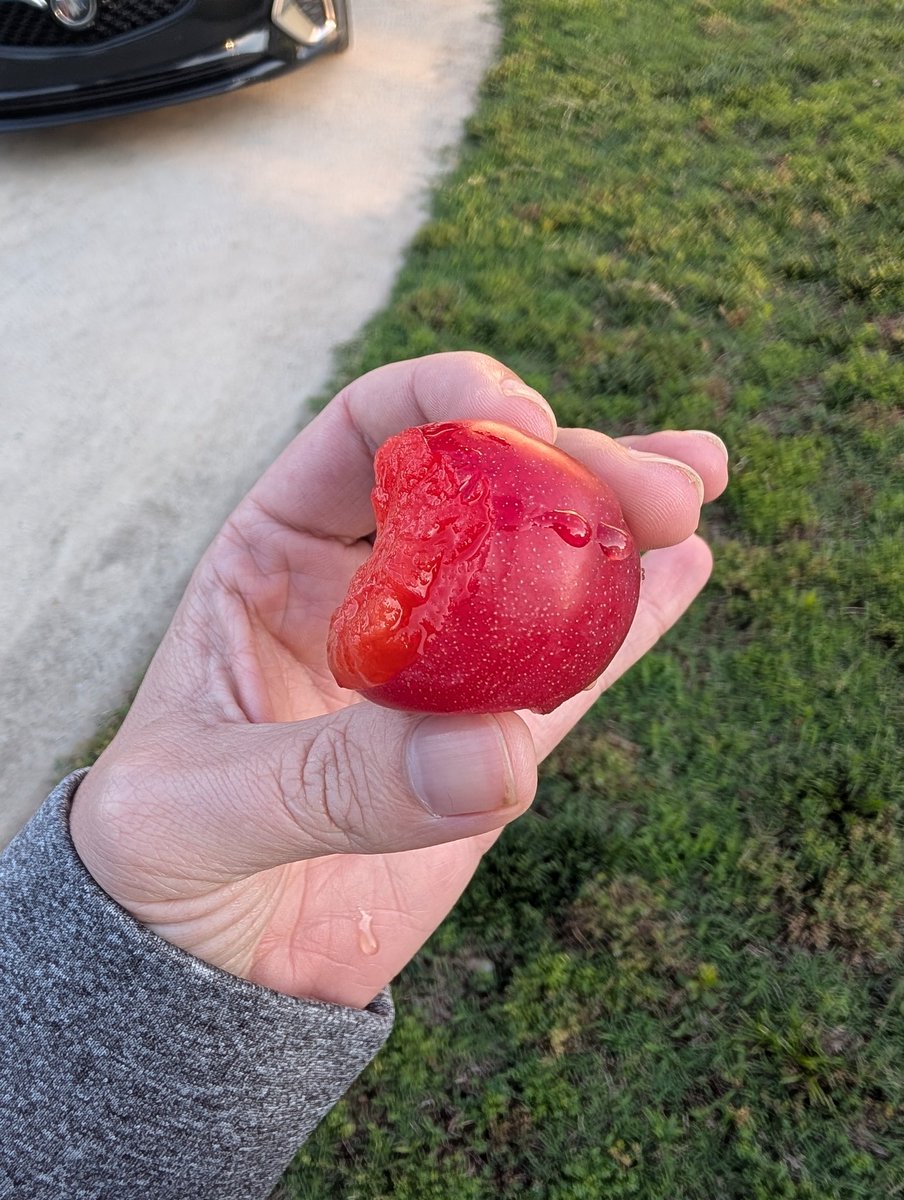 GreerPoplin's tweet photo. @KevinEspiritu I got my first ever home grown plum Tuesday. Came off one of those multi-grafted trees and I don't know the variety, looks like Santa rosa maybe. 

Was juicy and delicious, first fruit of the summer! https://t.co/ooRG5kbDlD