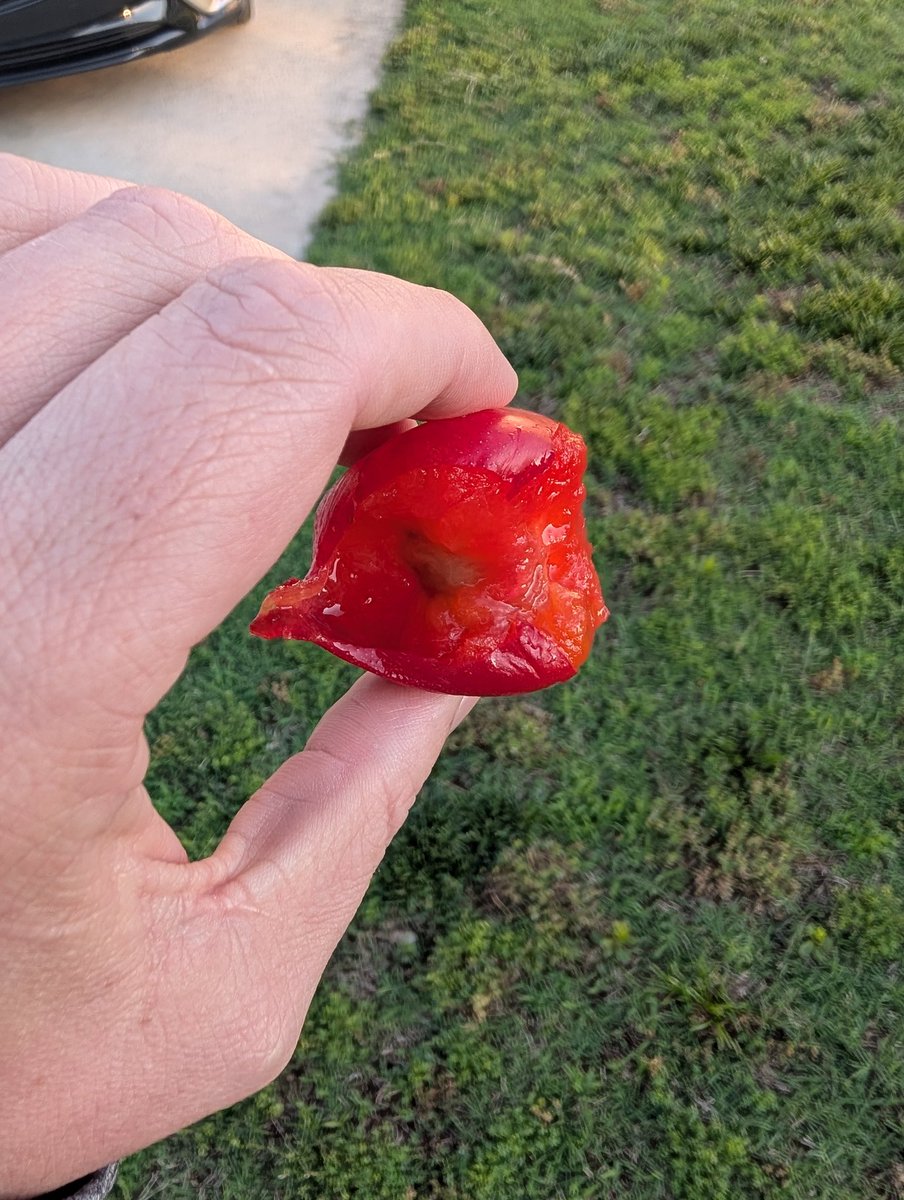GreerPoplin's tweet photo. @KevinEspiritu I got my first ever home grown plum Tuesday. Came off one of those multi-grafted trees and I don't know the variety, looks like Santa rosa maybe. 

Was juicy and delicious, first fruit of the summer! https://t.co/ooRG5kbDlD