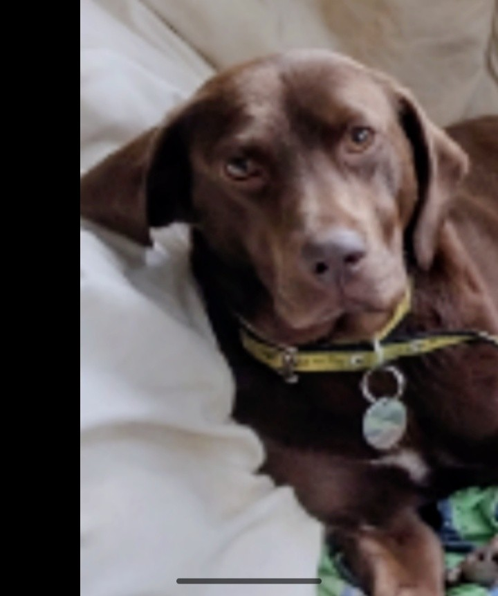 millypod1's tweet photo. 🆘1 JUNE 2026 #Lost Coco #ScanMe
ELDERLY Labrador Cross Female
Sibford Ferris #Banbury #Oxfordshire #OX15
https://t.co/kB5FEc4oAK https://t.co/SlqSBeaALz