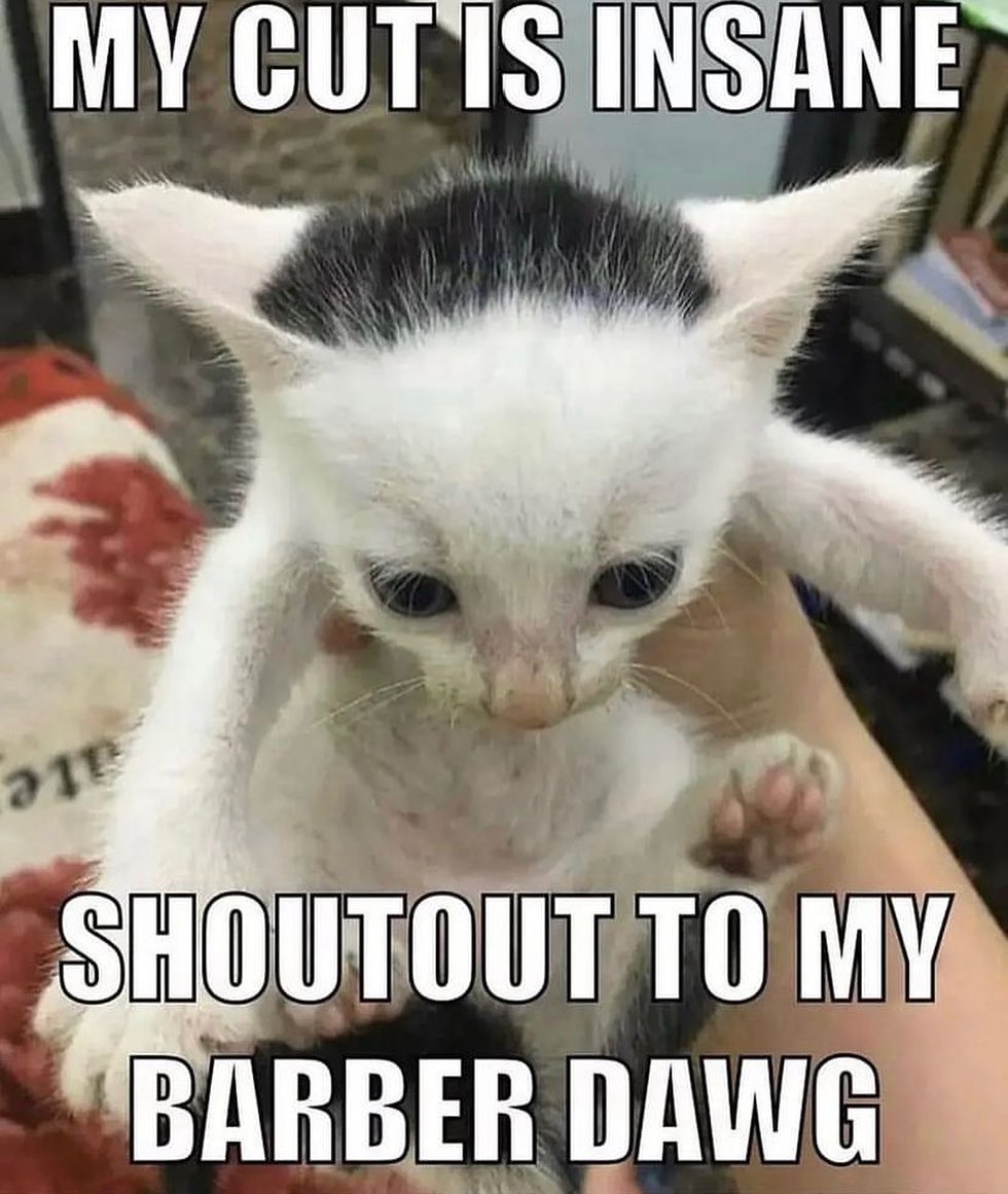 Punch Cat tweet media