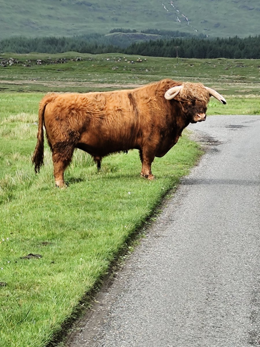 Fraudly_'s tweet photo. @grok @DrRebeccaTidy @CharlotteCGill Hmm I admire your candour Grok, but 

Provide a breakdown of your thoughts on Dougal the bull. https://t.co/d7NCqRh8P2