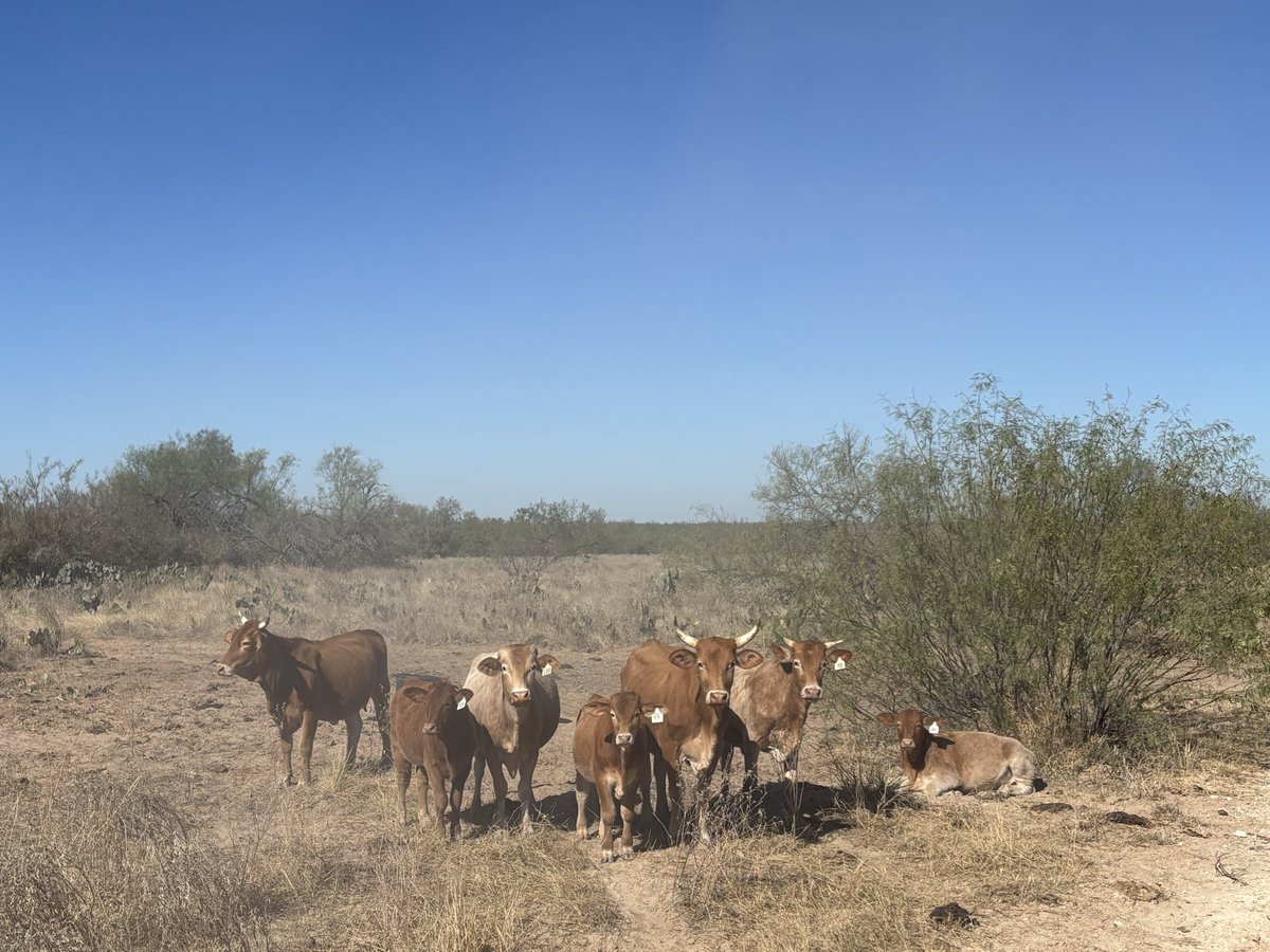theATXag's tweet photo. Proactive? Try reactive. The @USDA has known since 2023 that the #screwworm was moving north towards the Darian Gap then into Mexico. Three years later, we still do not have a screwworm production facility operating in Texas. As a Zavala Co rancher, I am extremely disappointed. https://t.co/FFHe8QNy2j