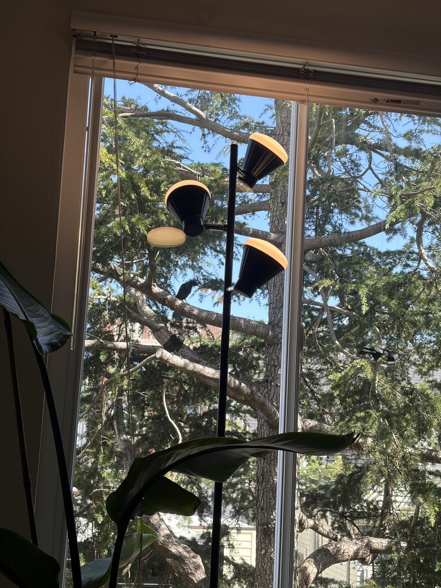 imnotfady's tweet photo. 4 crows have arrived for my coronation this morning https://t.co/bMmrGUT3v4