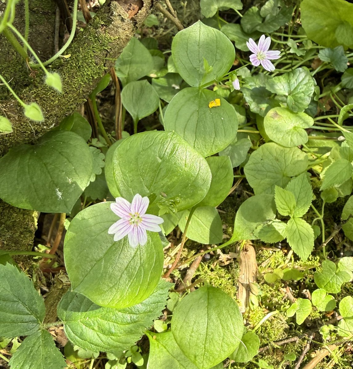 smarty_52's tweet photo. Some new flora on my walk today around some of my local lanes near Builth. https://t.co/Djiy20PhJd